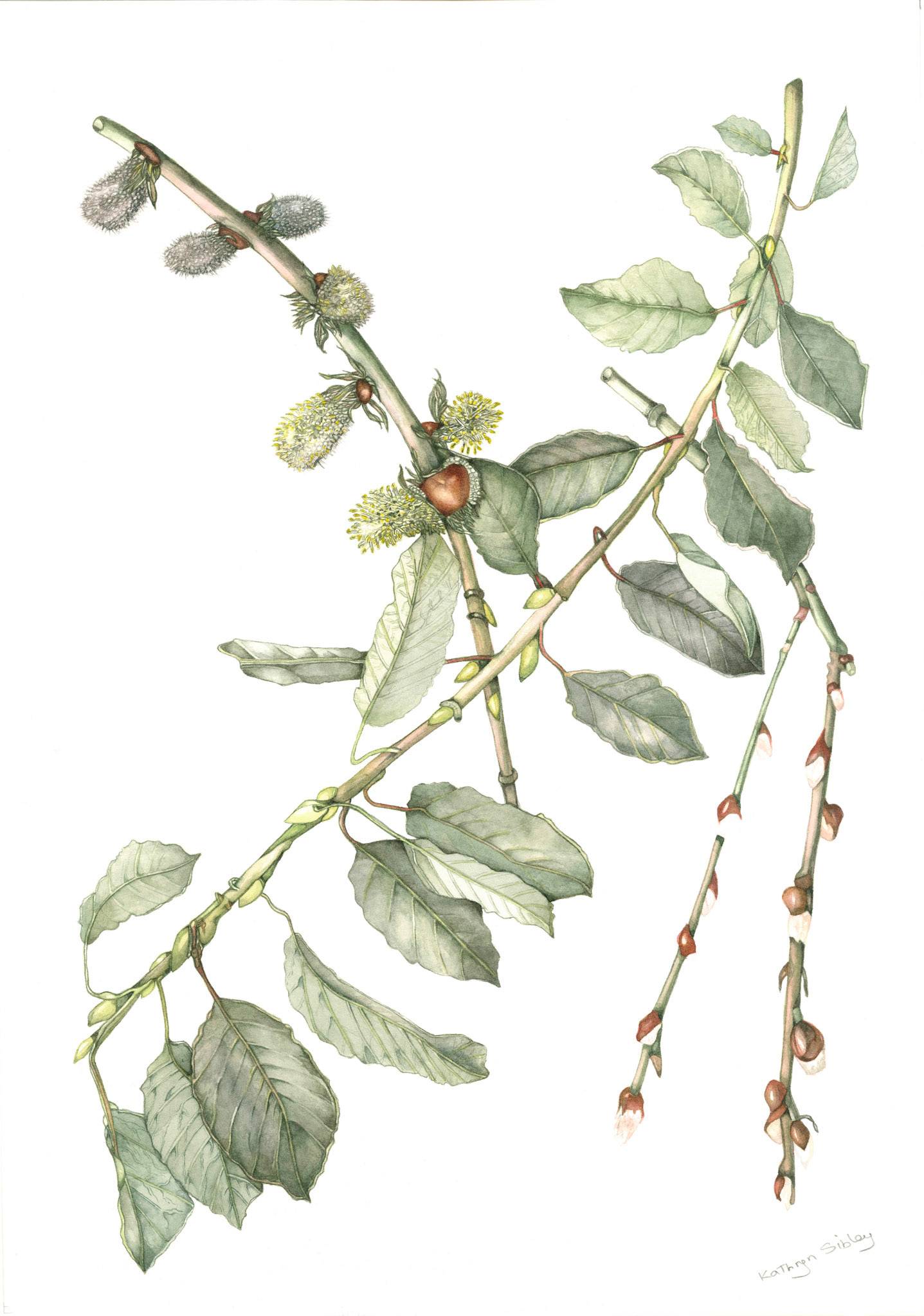 Salix caprea