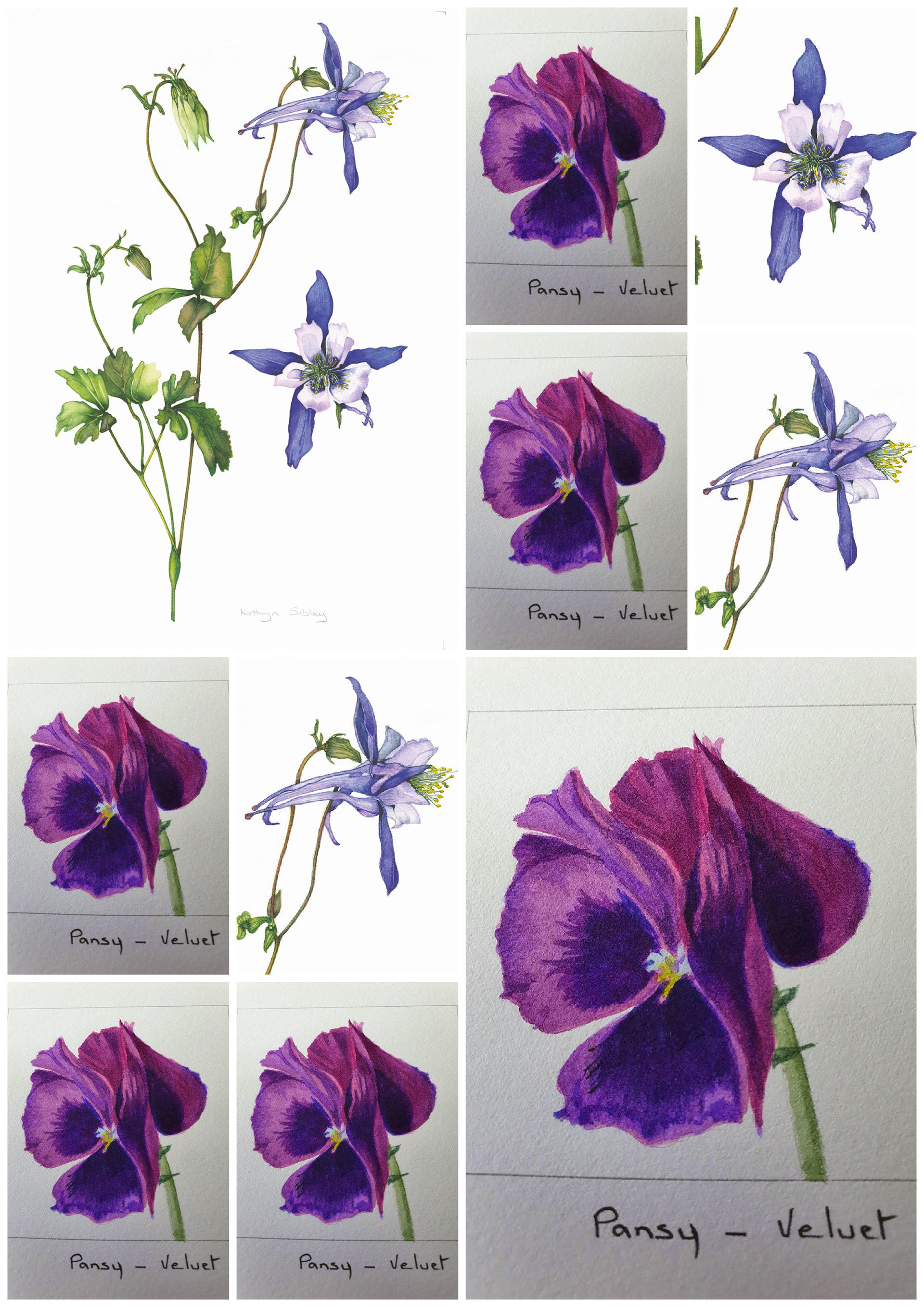 Aquilegia and Pansy