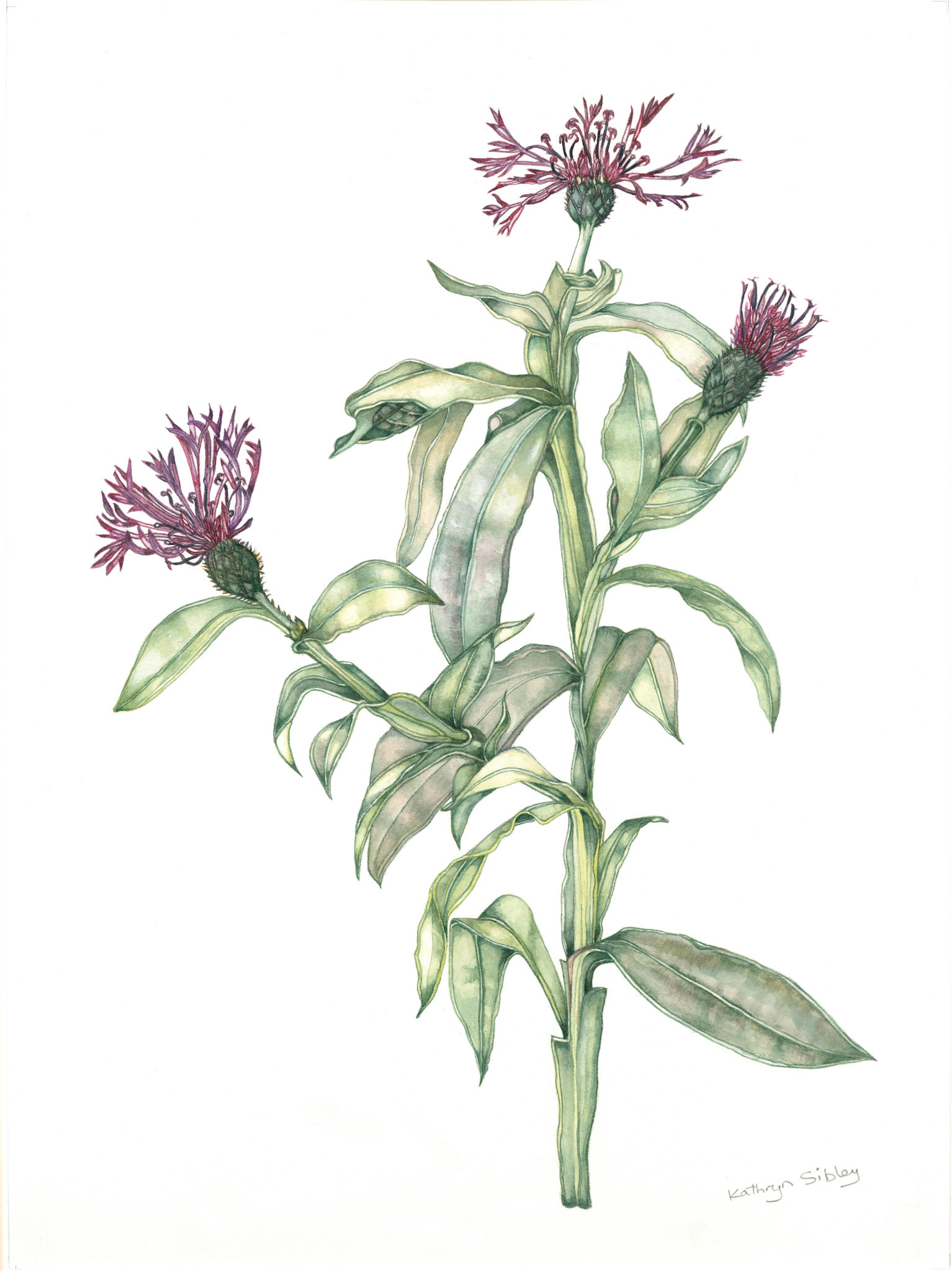 Centauria montana
