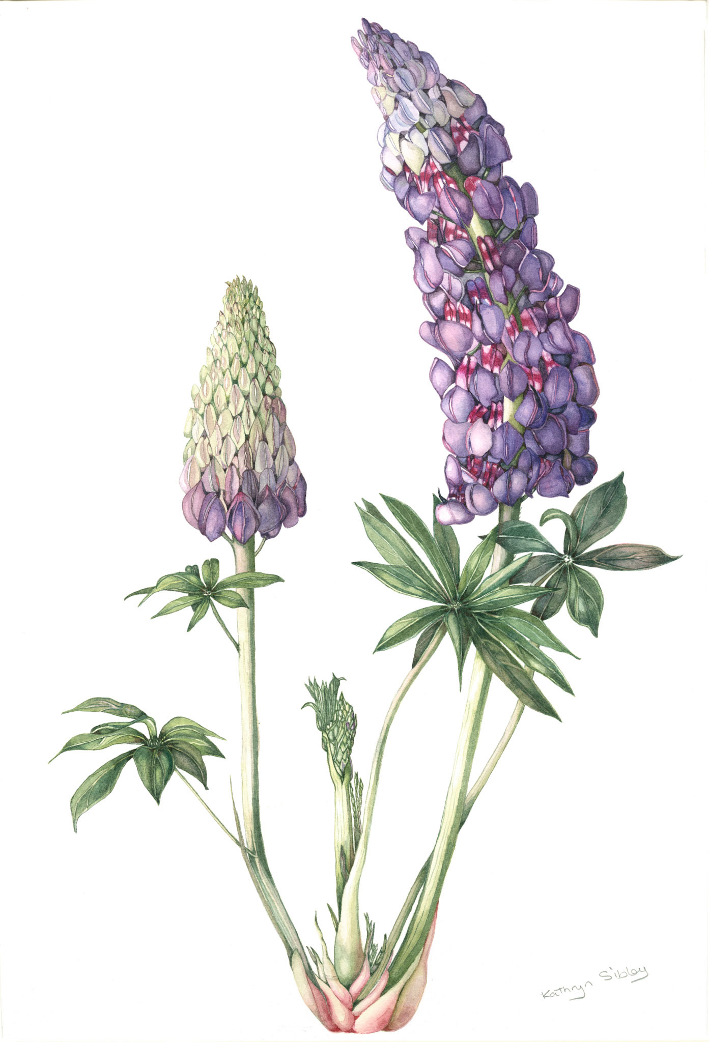 Lupinus "Masterpiece"