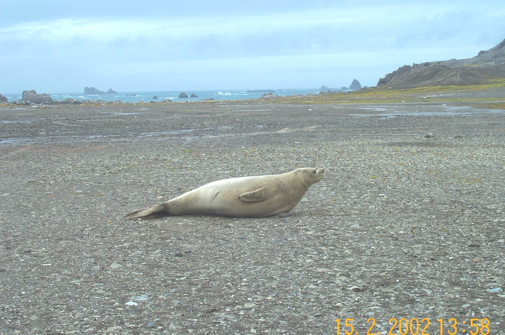 Crabeater Seal