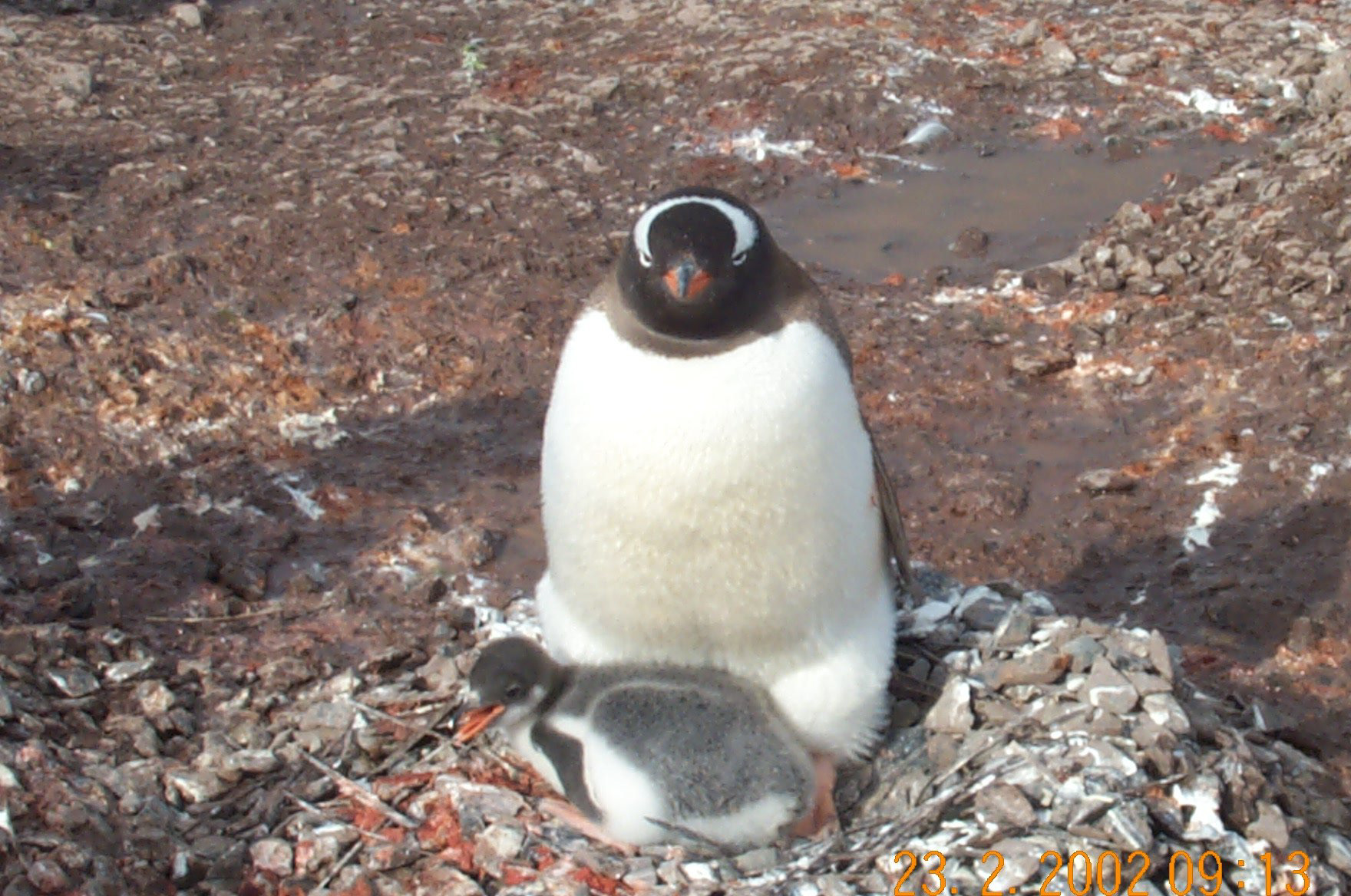 Gentoo mama