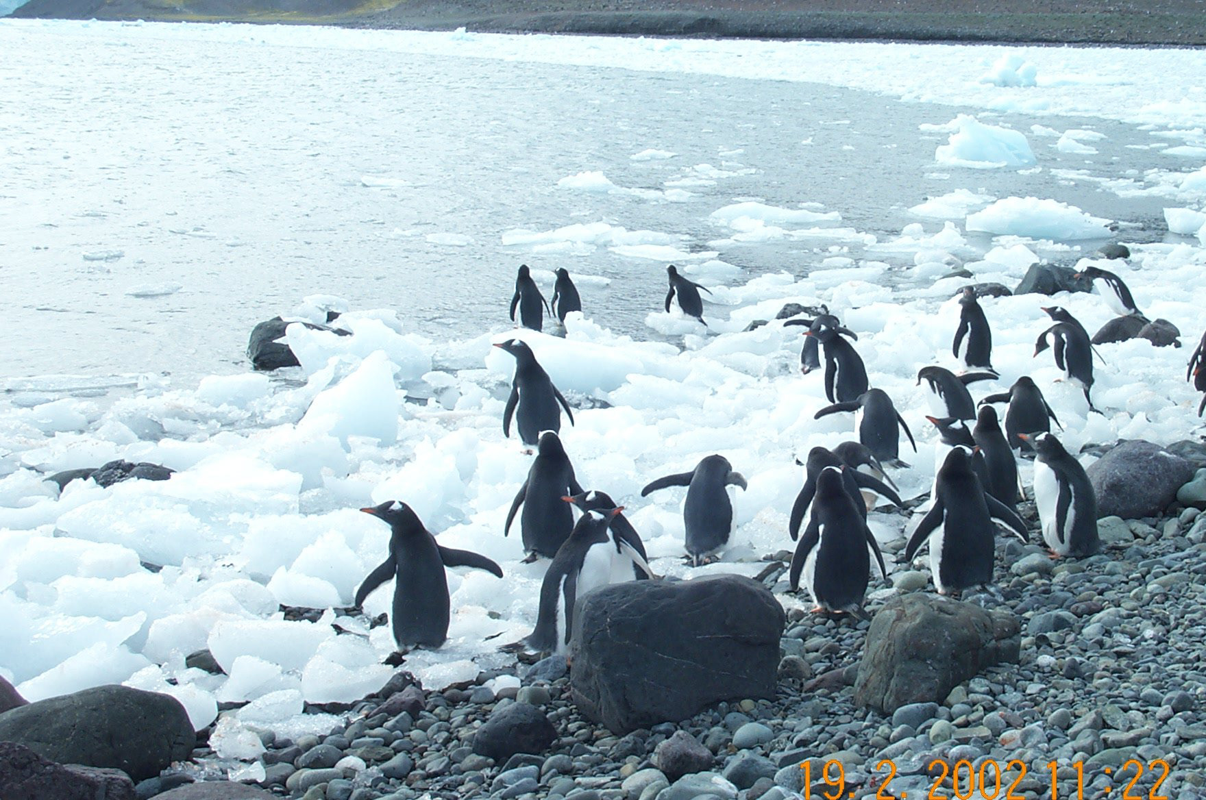 Gentoo Penguins at Yankee Harbor
