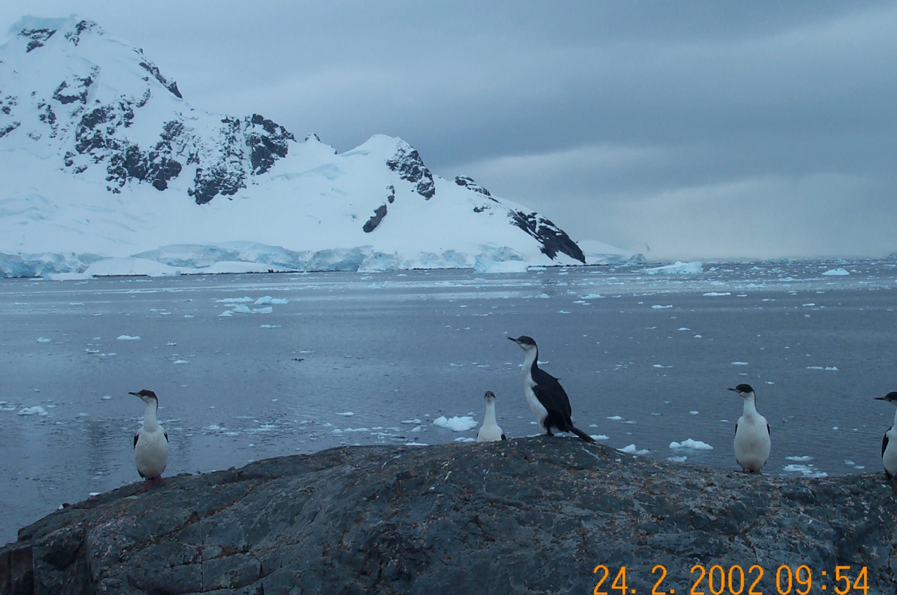 cormorants at Almirante Brown