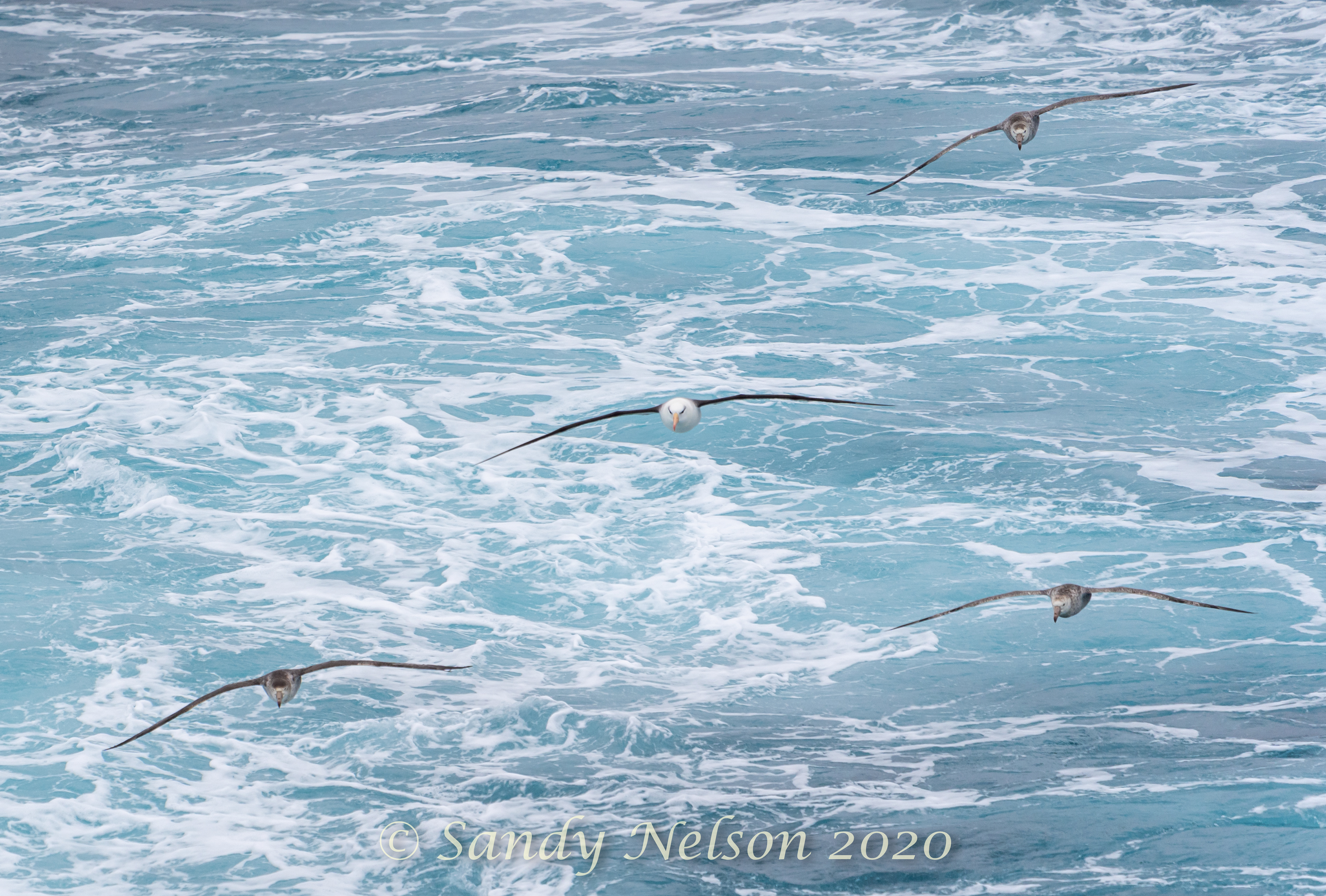 black-browed albatross and 3 giant northern petrels