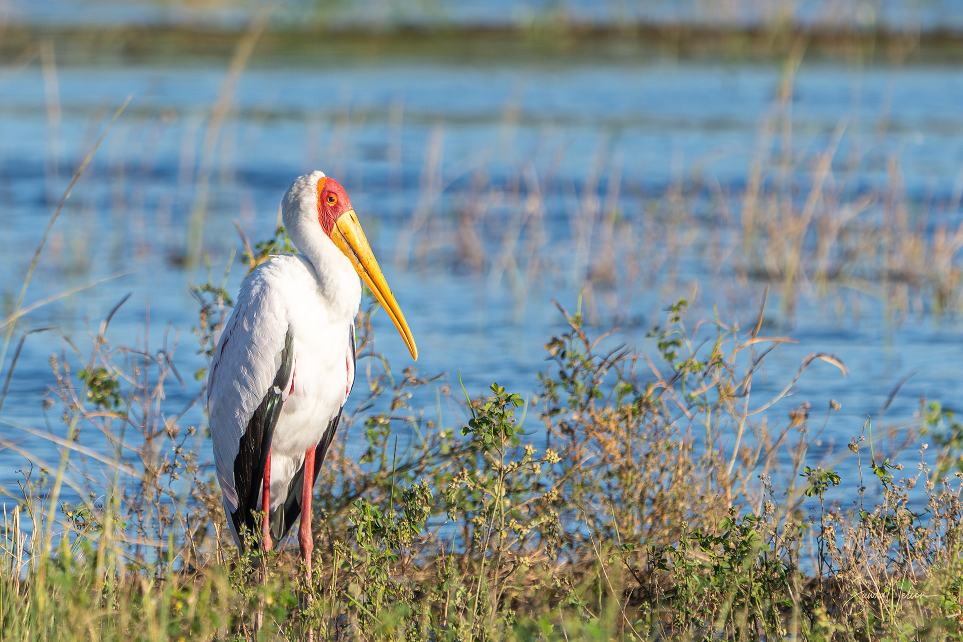 yellow-billed stork