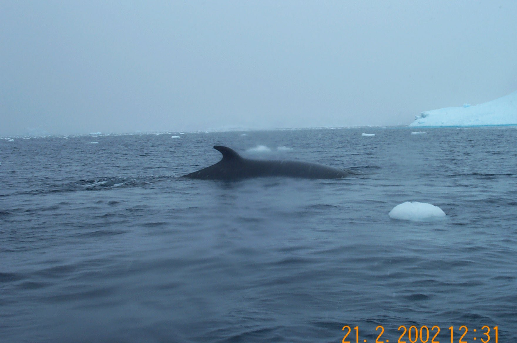 Minke Whale