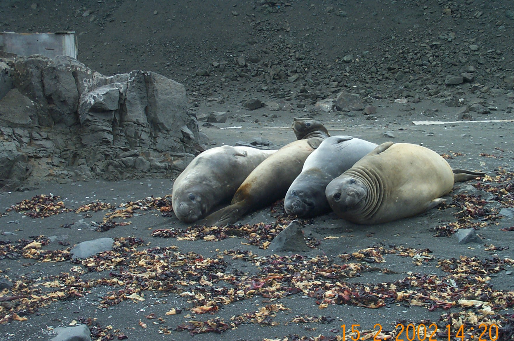 Elephant Seals