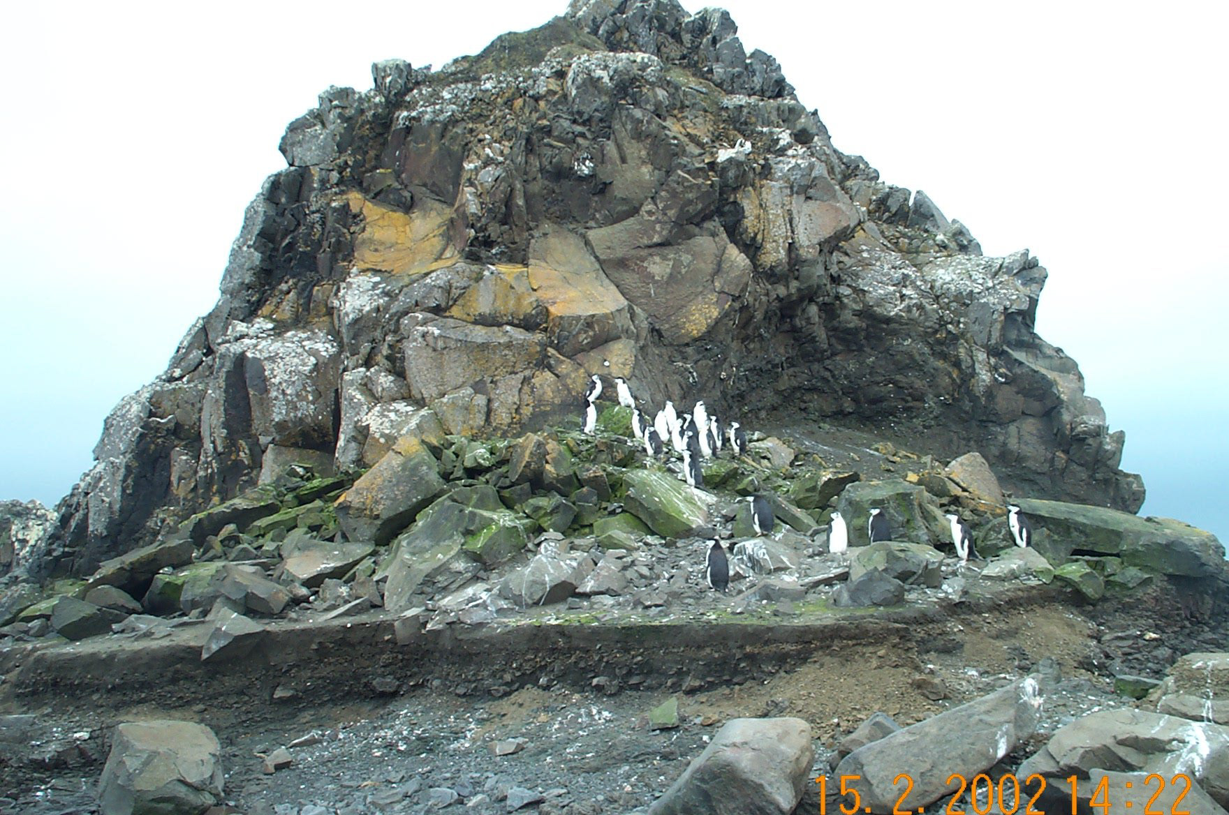 Chinstrap Penguins on King George Is.
