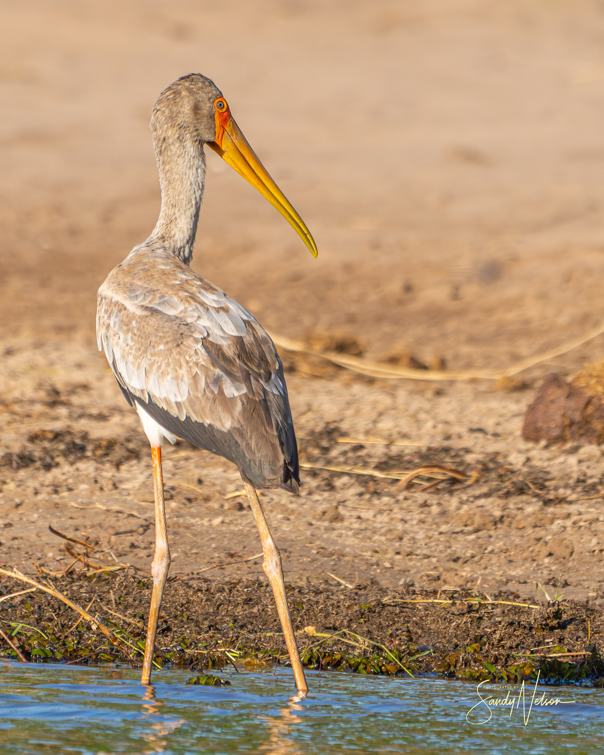 yellow-billed stork juvenile