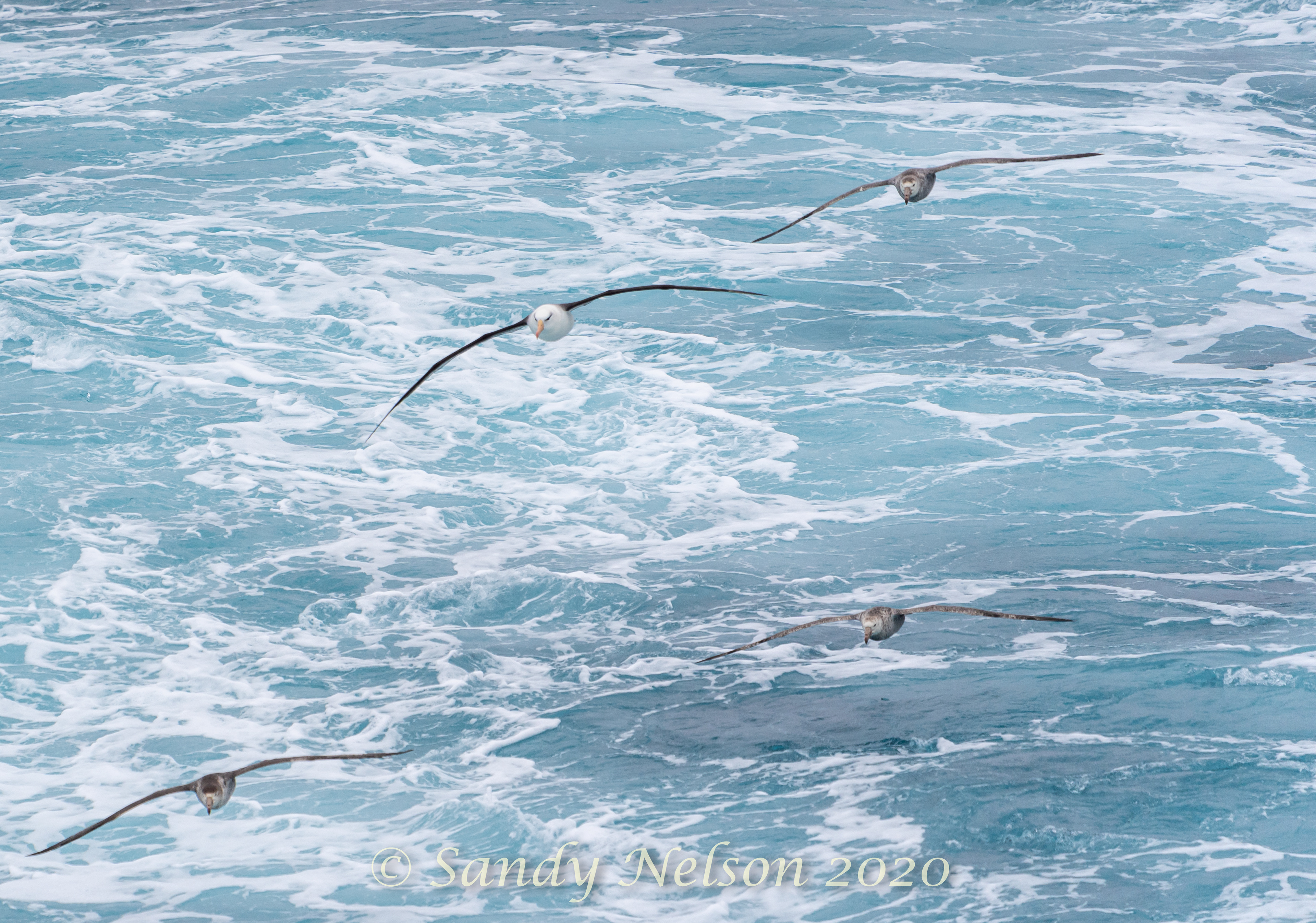 black-browed albatross and 3 giant northern petrels