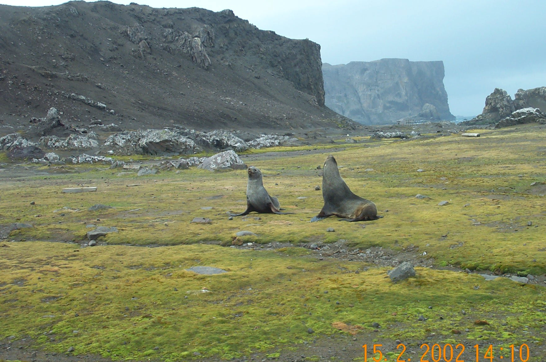 Fur Seals