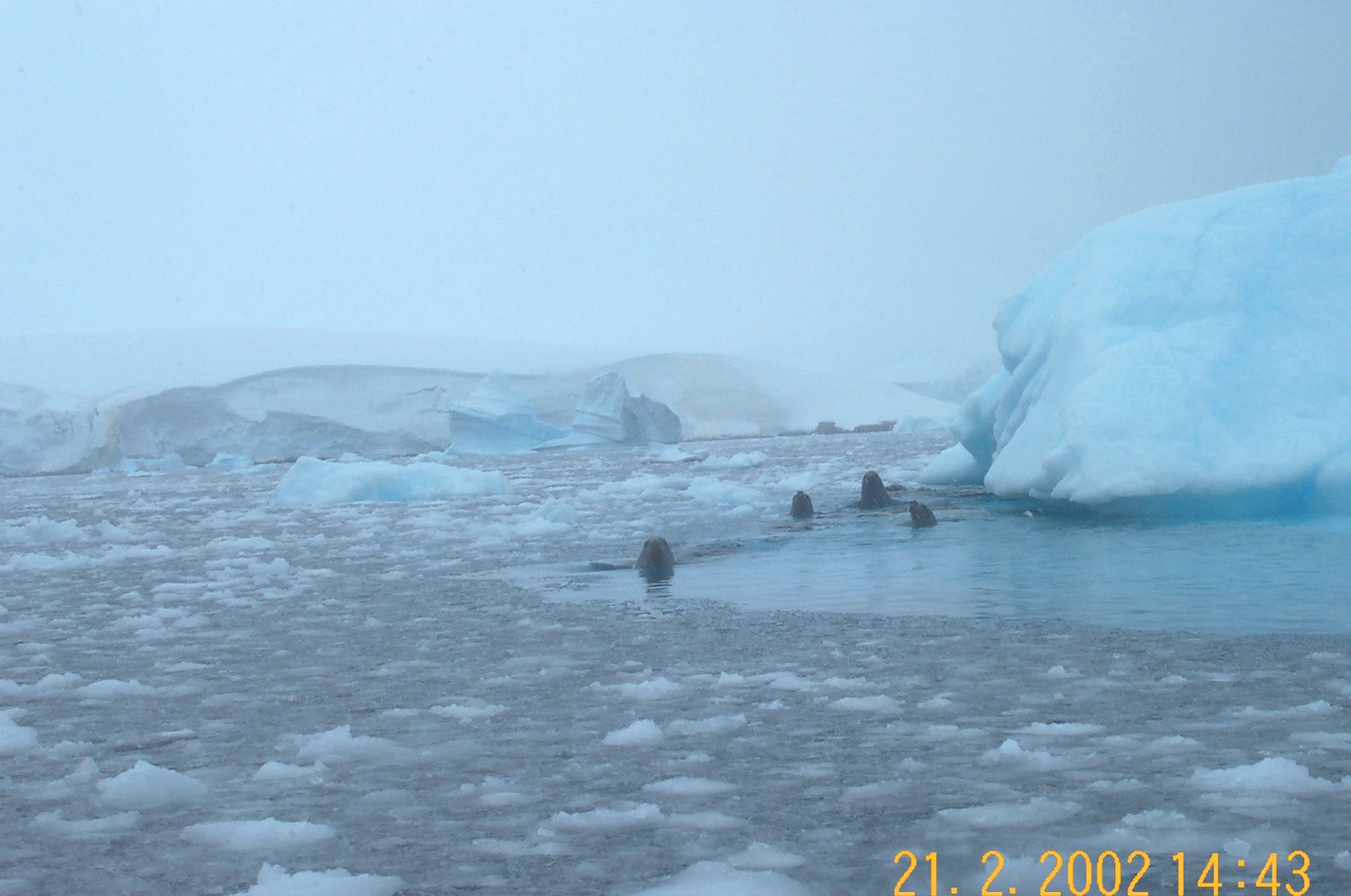Leopard seals pursuing our dingy!