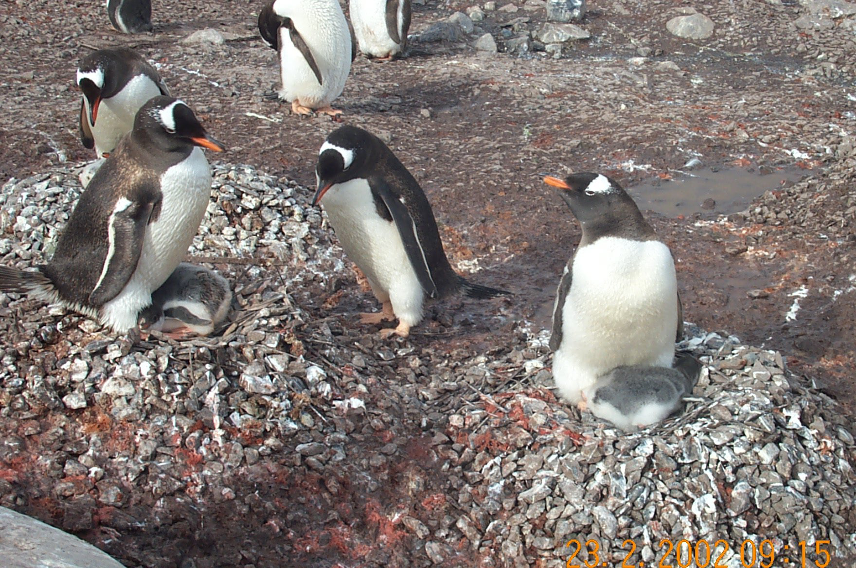 Gentoo mamas