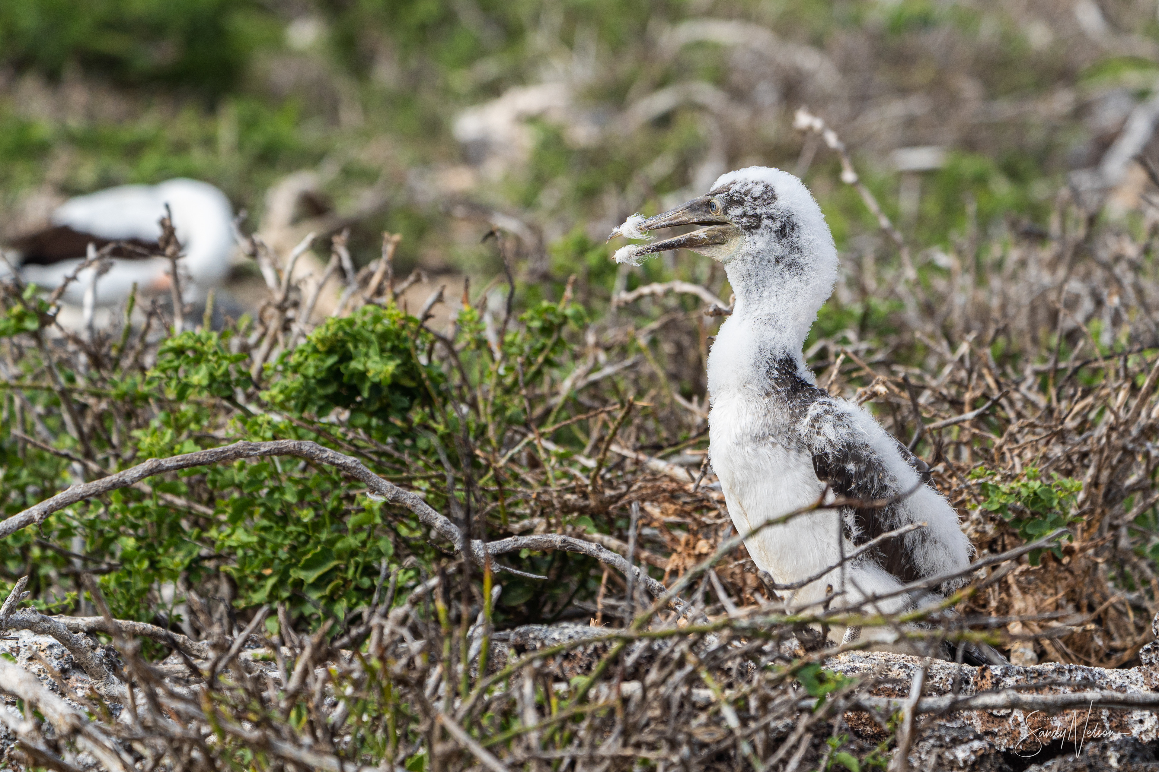 Nazca booby chick