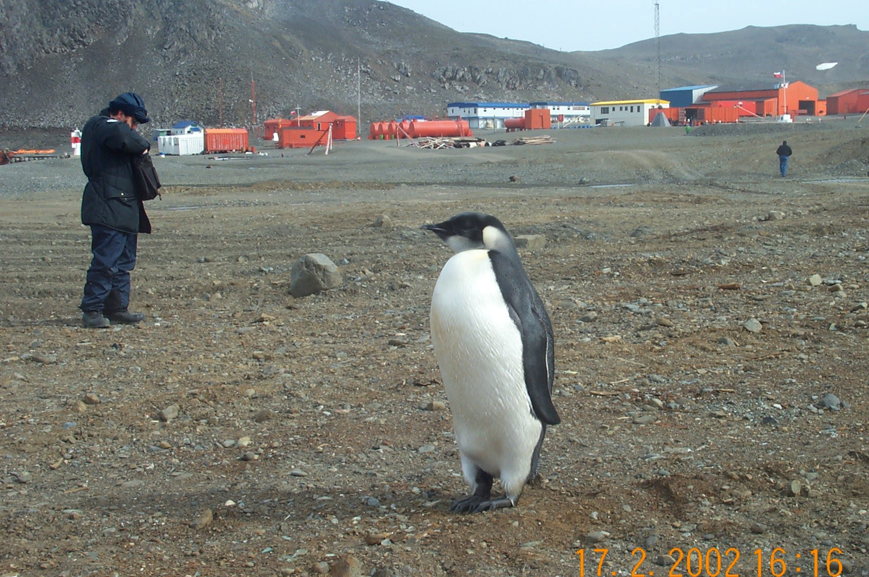Emperor Penguin on Bellinghausen beach
