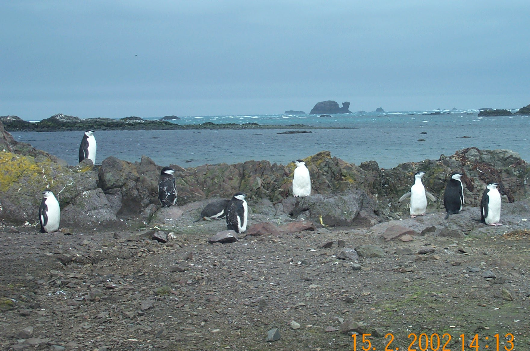 Closeup of Chinstraps