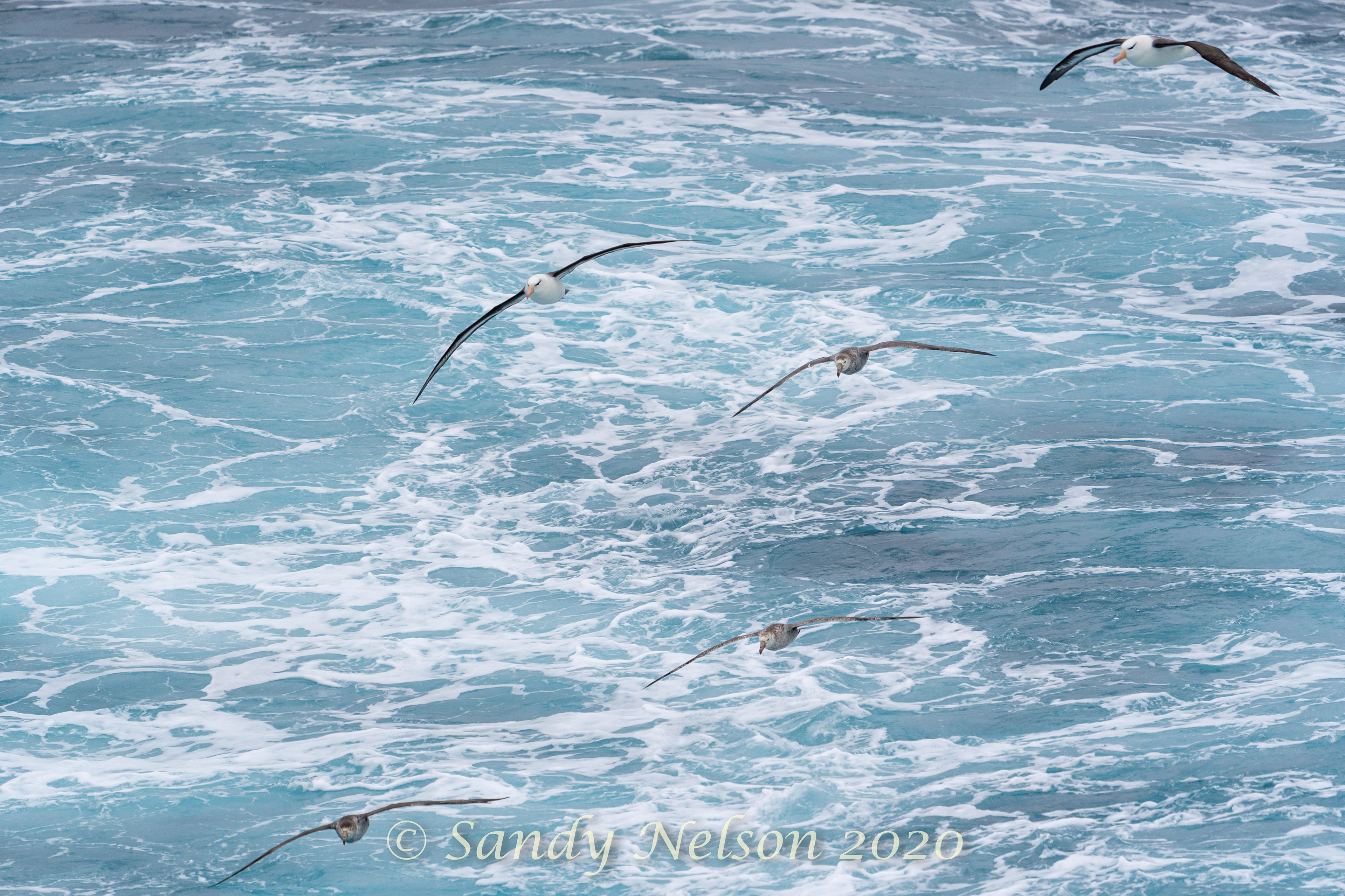 2 black-browed albatrosses and 3 giant northern petrels
