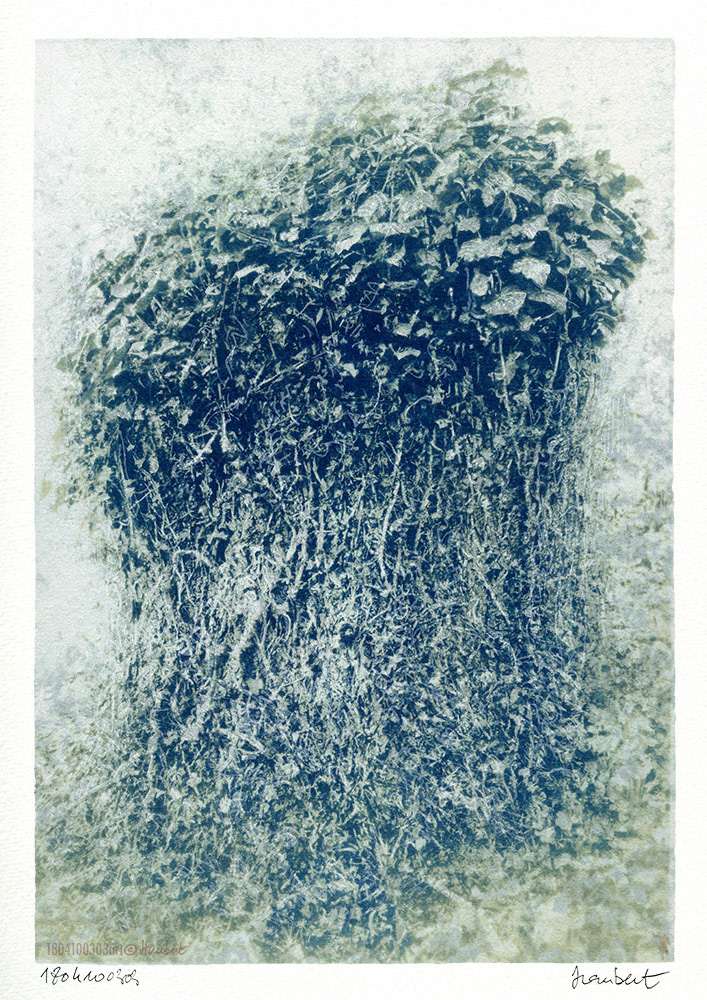 Cyanotype sur papier Wenzhou 35 gr, contrecollé sur Montval A3. Souche de Frêne.