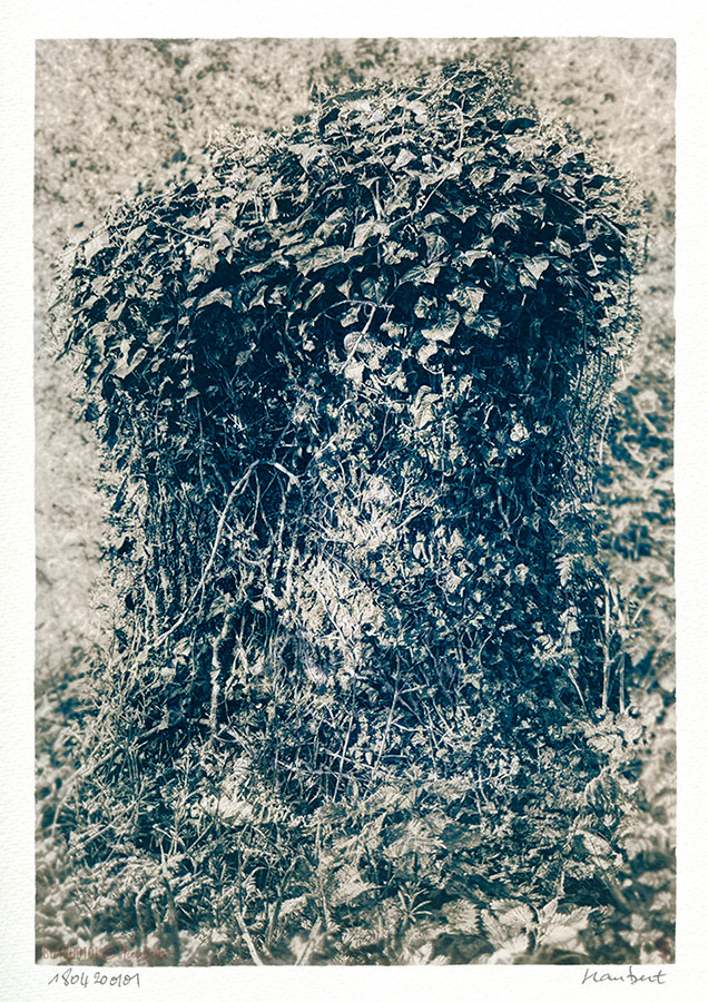 Cyanotype sur papier Montval. Cyano 5mn, tonification au café 10mn, blanchiment ammoniaque 5s. Souche de Frêne. Hommage au graveur Rodolphe Bresdin. Bresdin puise son inspiration dans sa propre imagination ou dans les romans d'aventures qui enrichissent son quotidien. Il est un lecteur assidu de Fenimore Cooper, dont un des héros est Chingachgook, dit "Chien-Caillou".