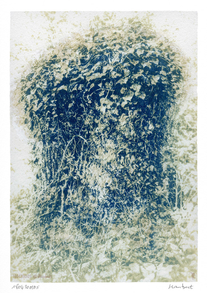 On the skin. Cyanotype sur papier Wenzhou 35 gr, avec réhauts. Souche de Frêne.