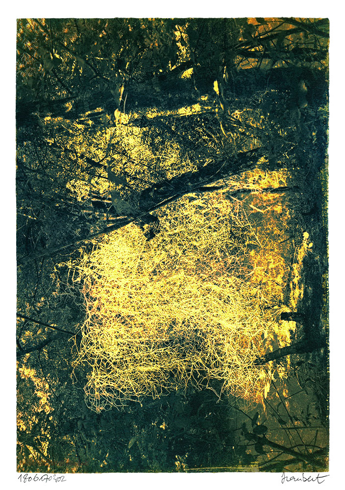 Cyanotype sur papier sur Montval A3. Tonnification acide tannique, blanchiment et manipulations. Le cocon.