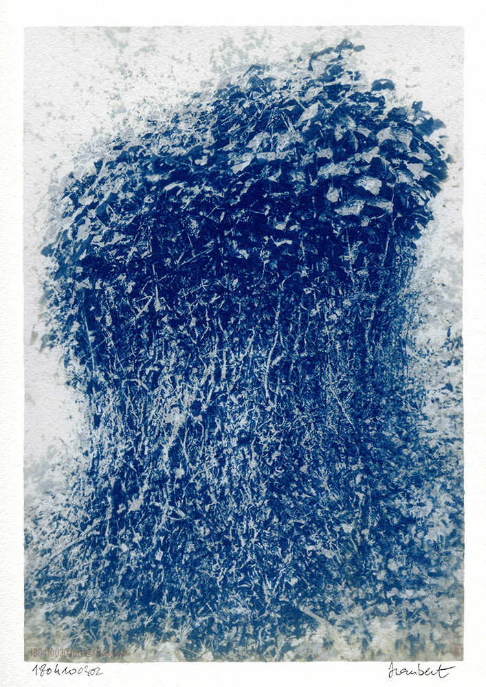 Cyanotype sur papier Wenzhou 35 gr, contrcollé sur Montval 300 gr A3. Souche de Frêne.