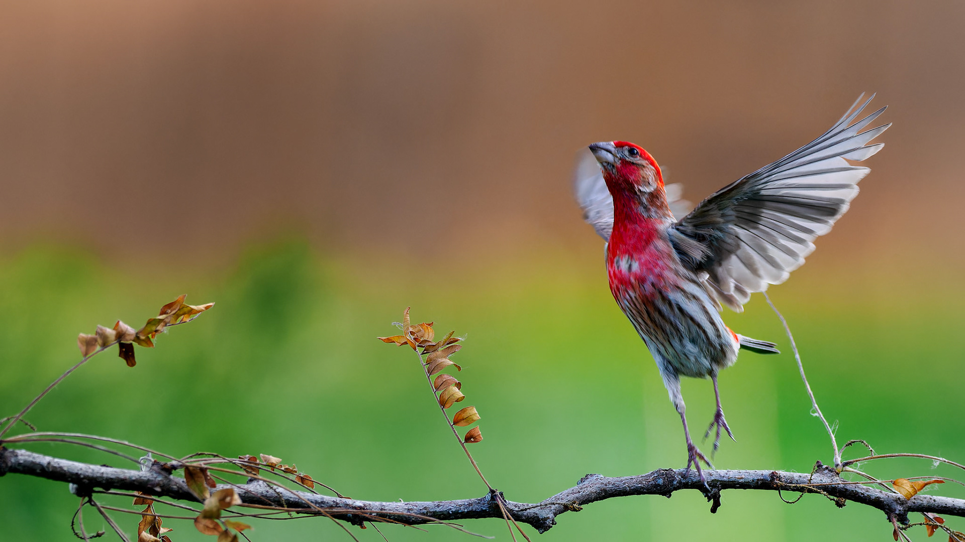 Jim Jones, Photographer