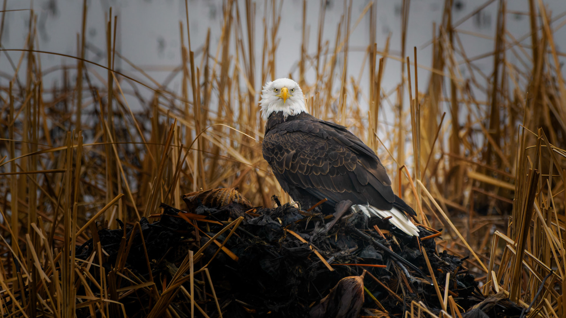 Jim Jones, Photographer