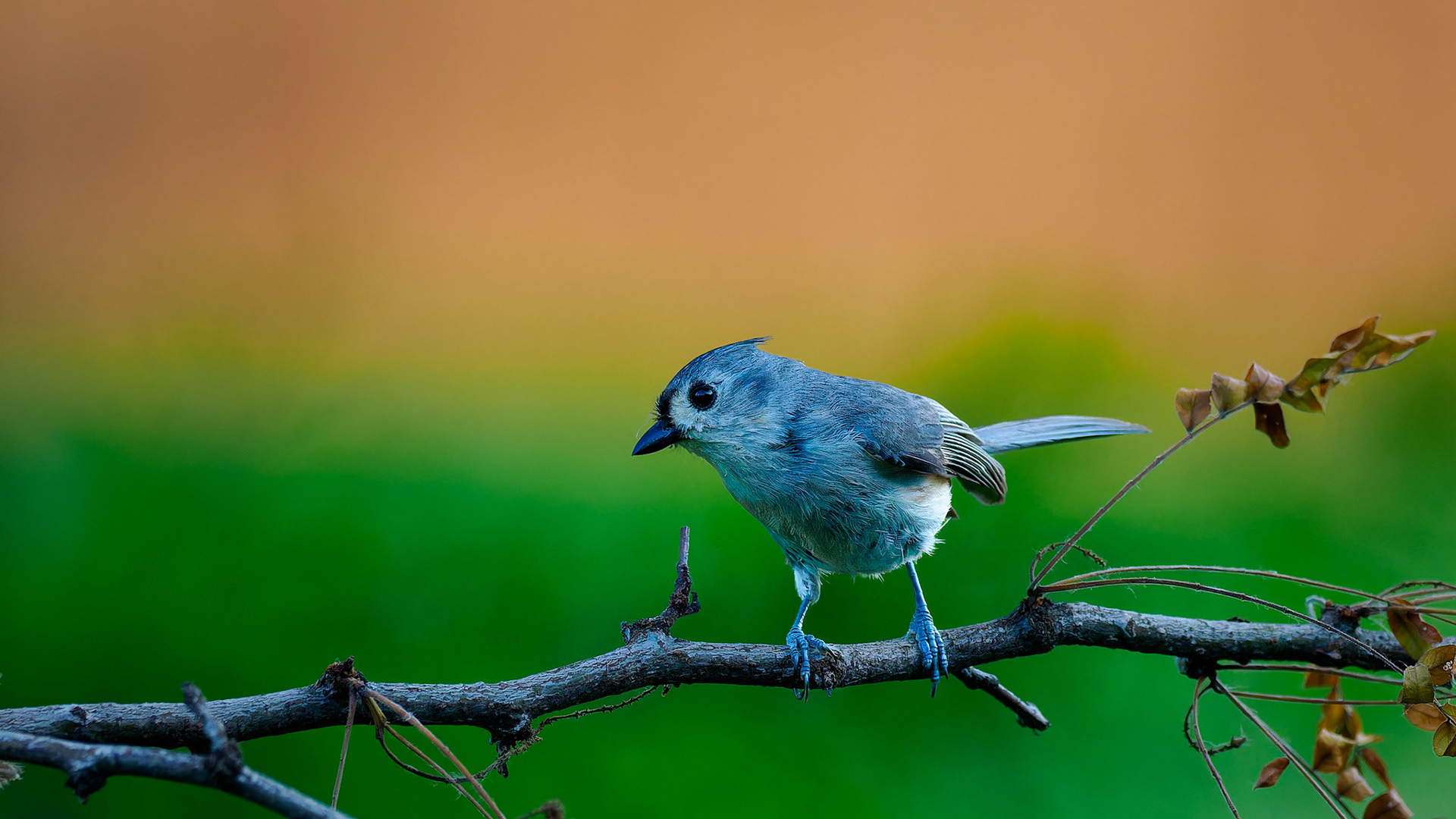 Jim Jones, Photographer