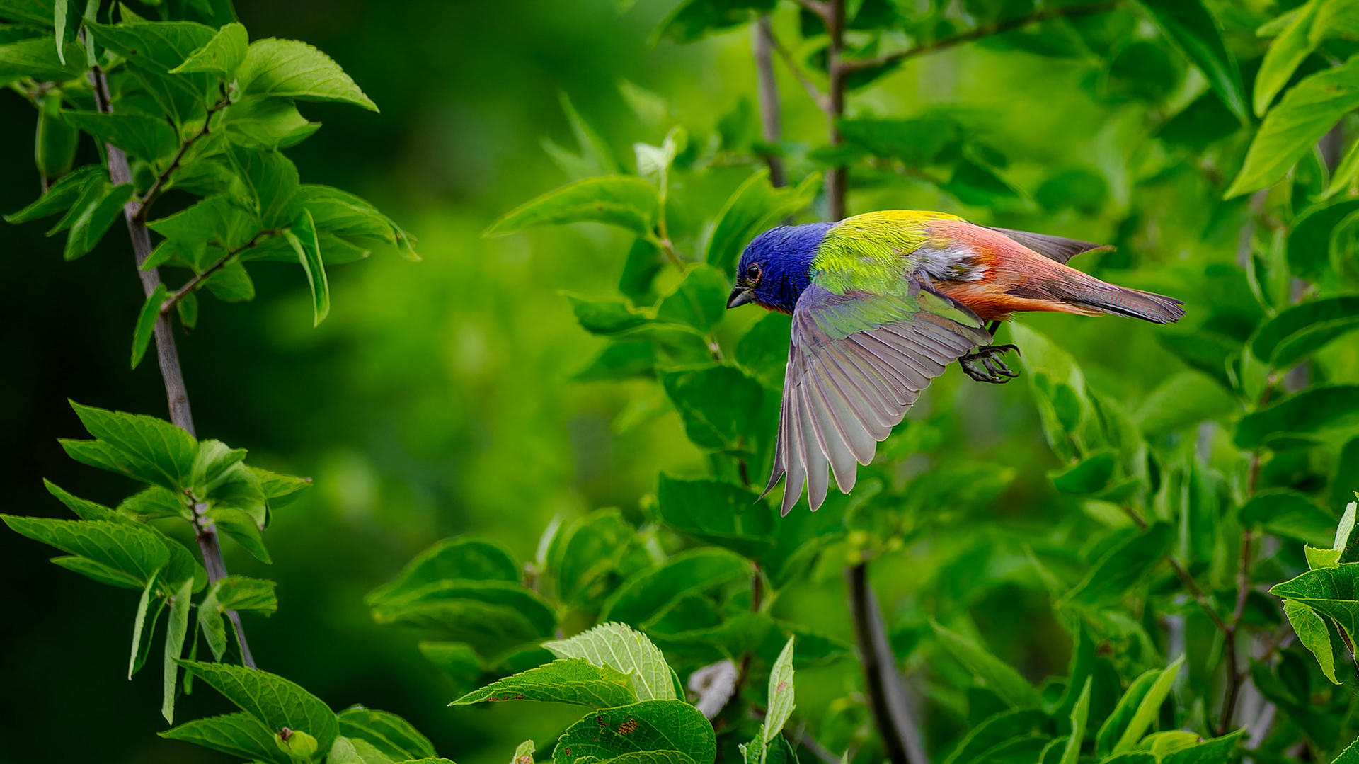 Jim Jones, Photographer