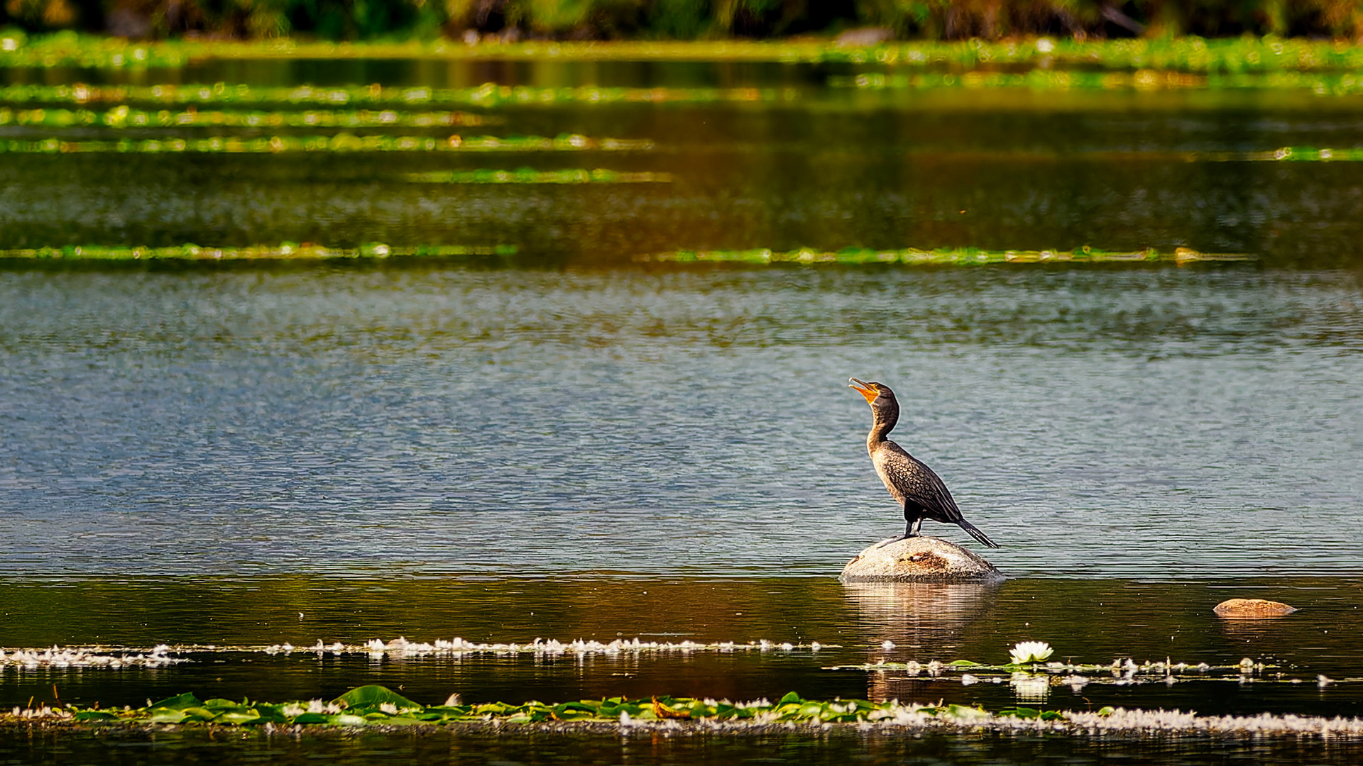 Jim Jones, Photographer