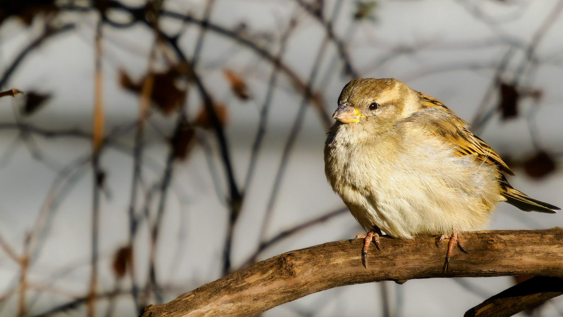 Jim Jones, Photographer