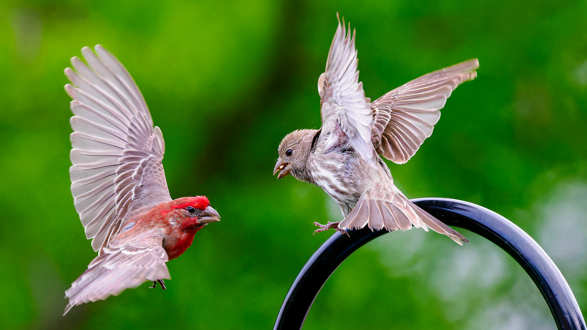 Jim Jones, Photographer