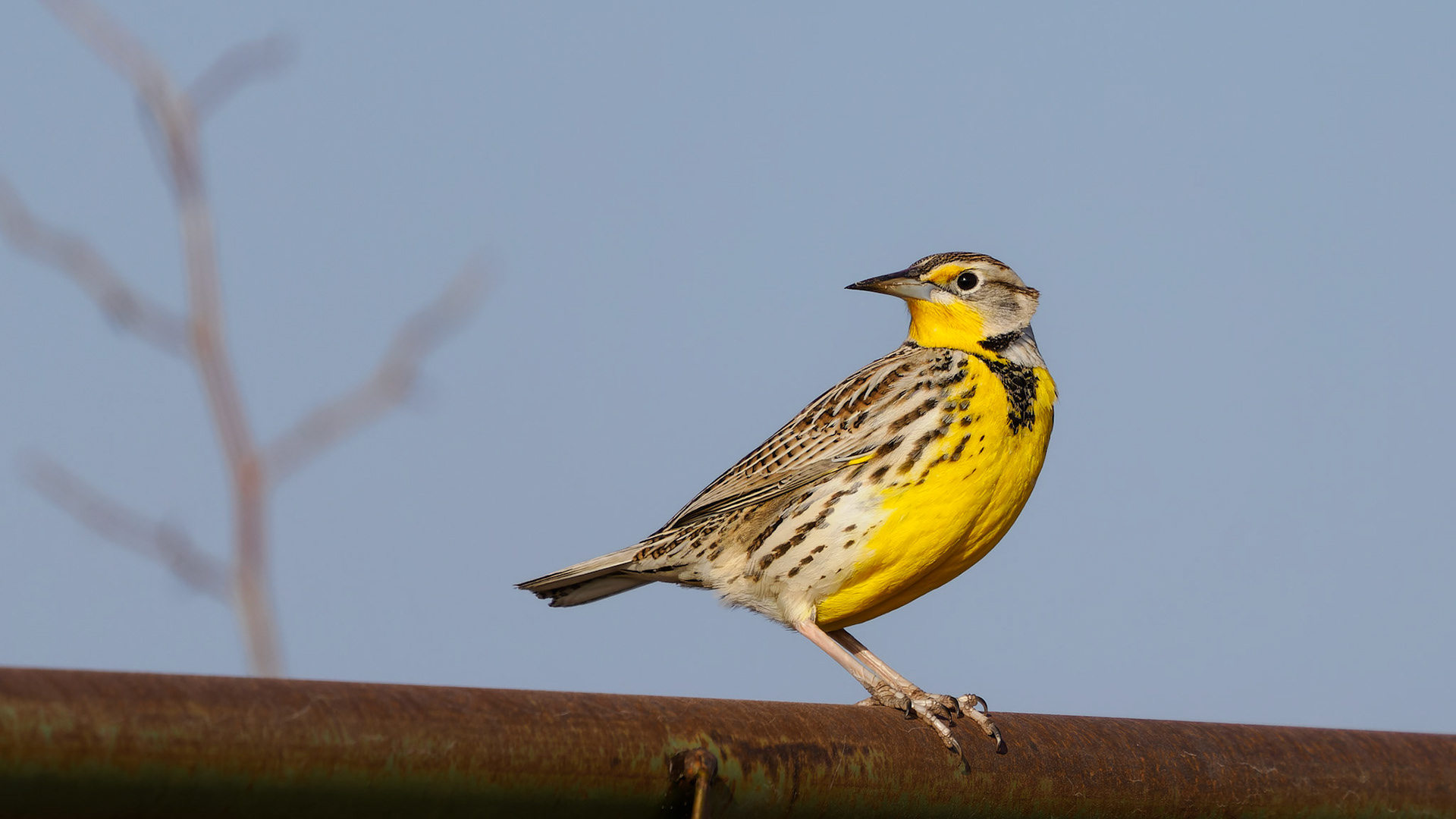 Jim Jones, Photographer