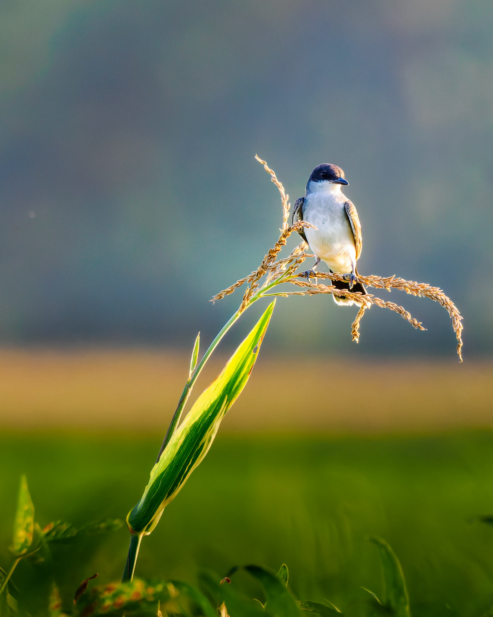 Jim Jones, Photographer