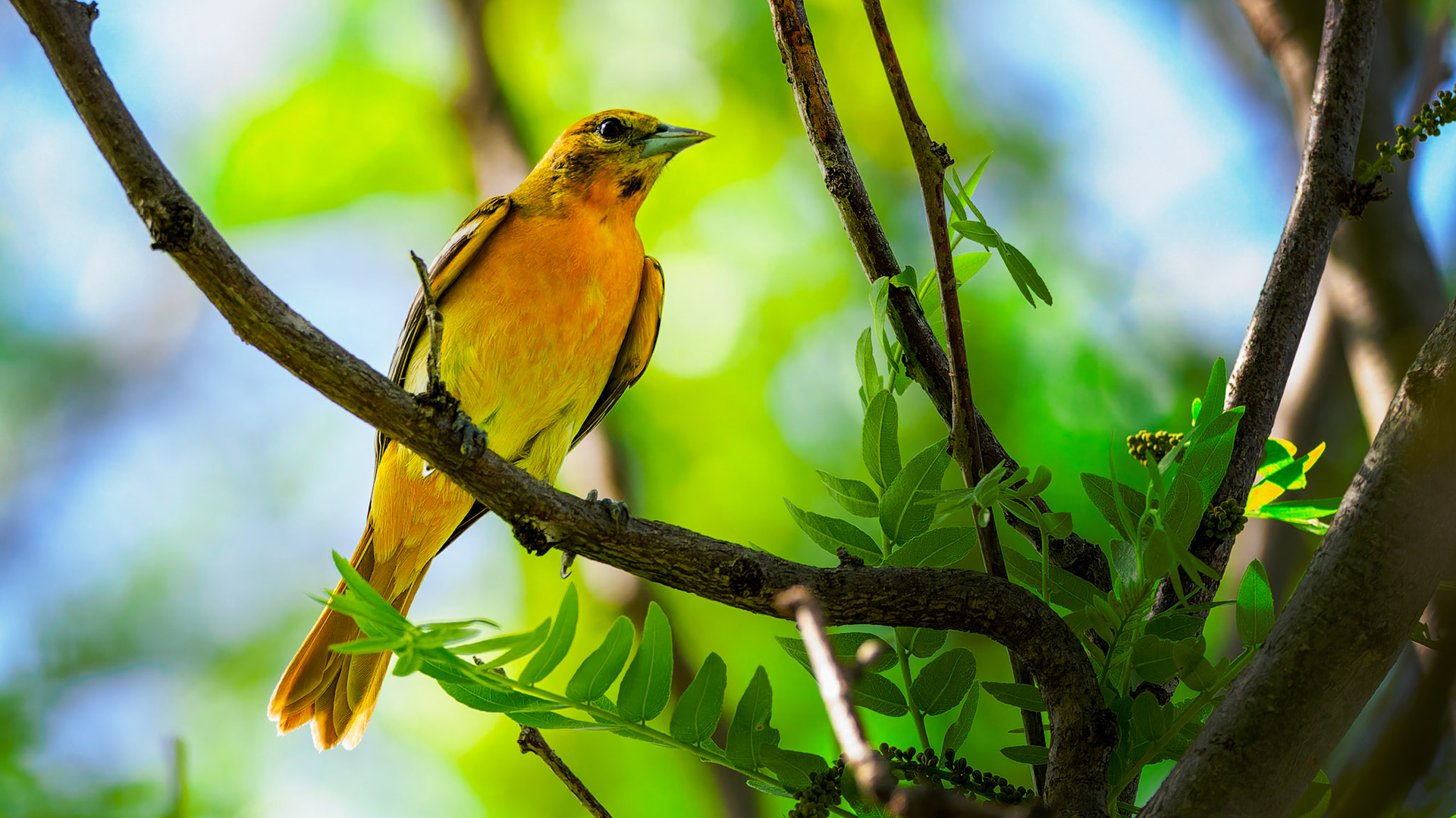 Jim Jones, Photographer