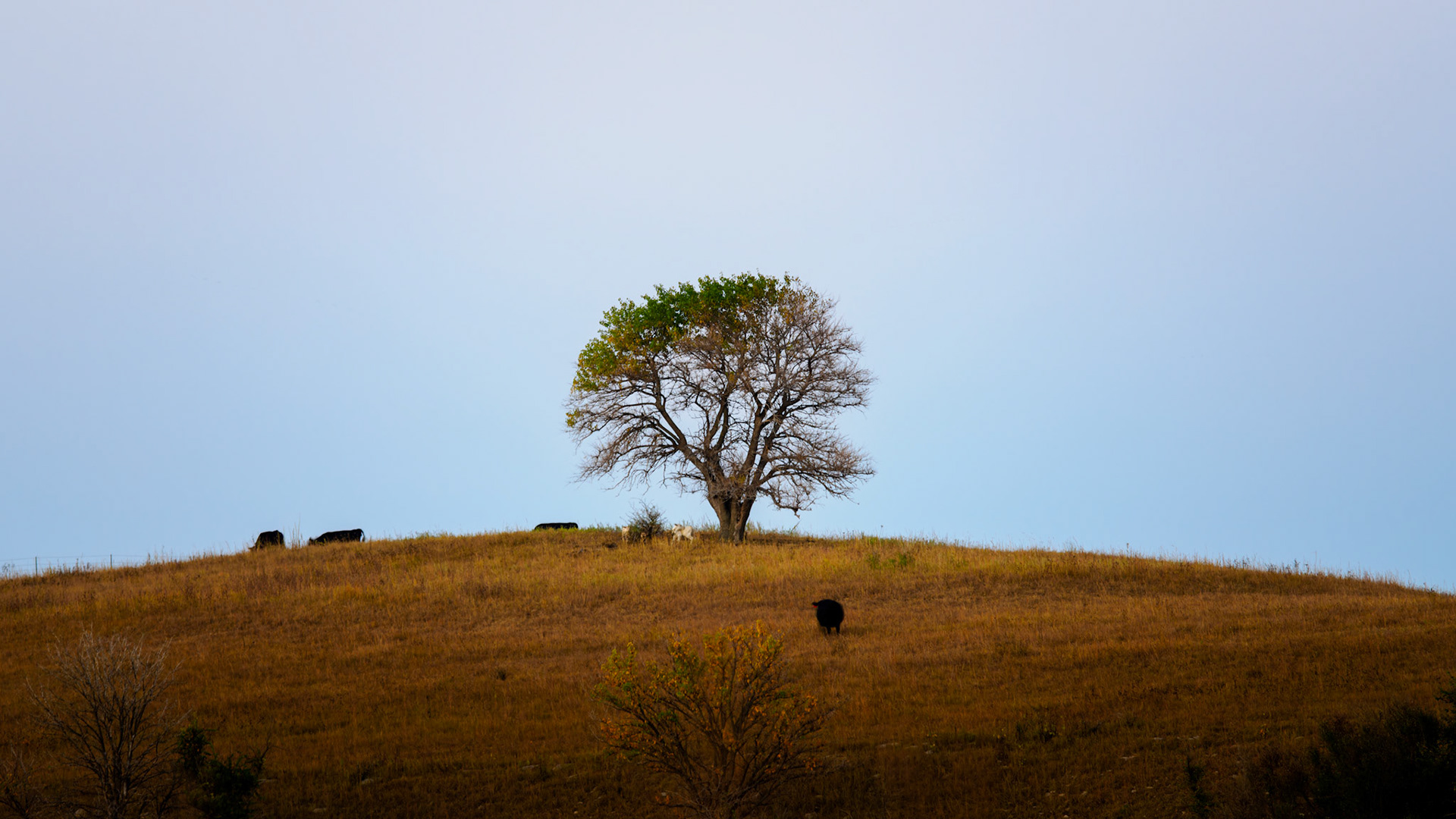 Jim Jones, Photographer