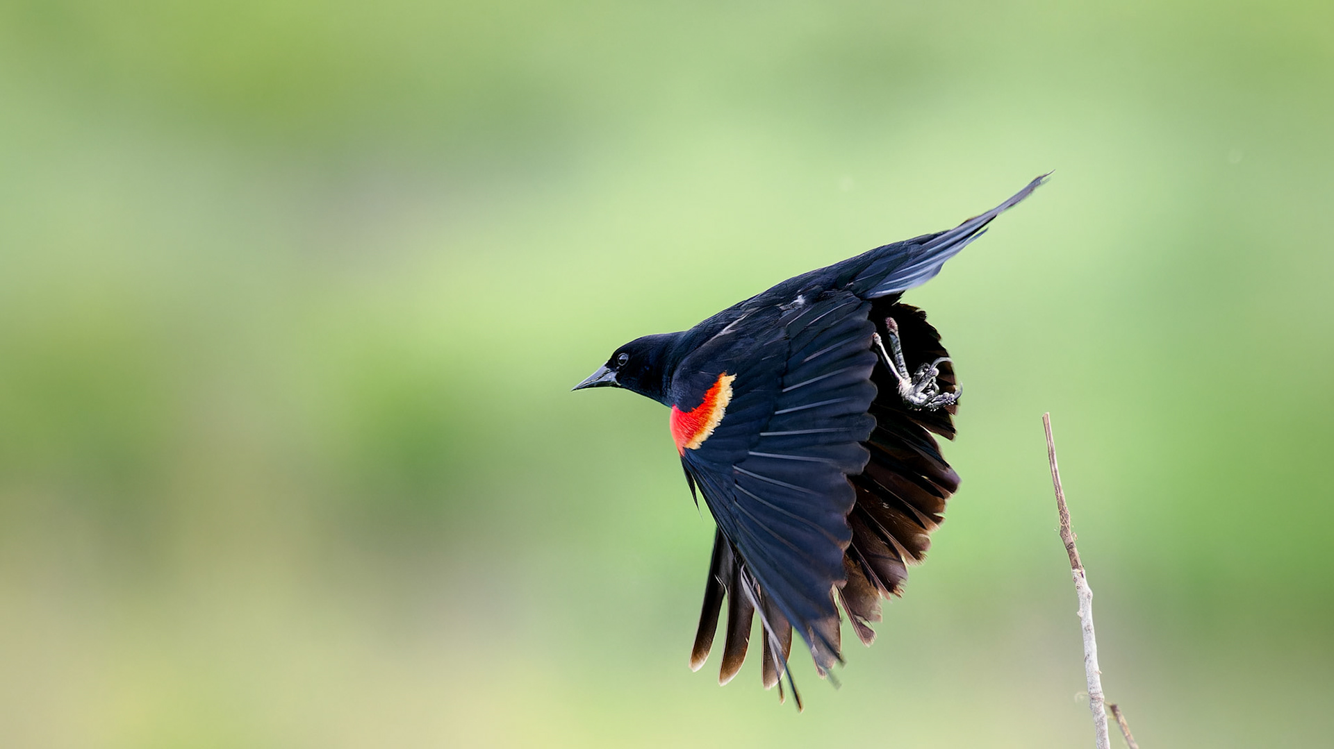 Jim Jones, Photographer