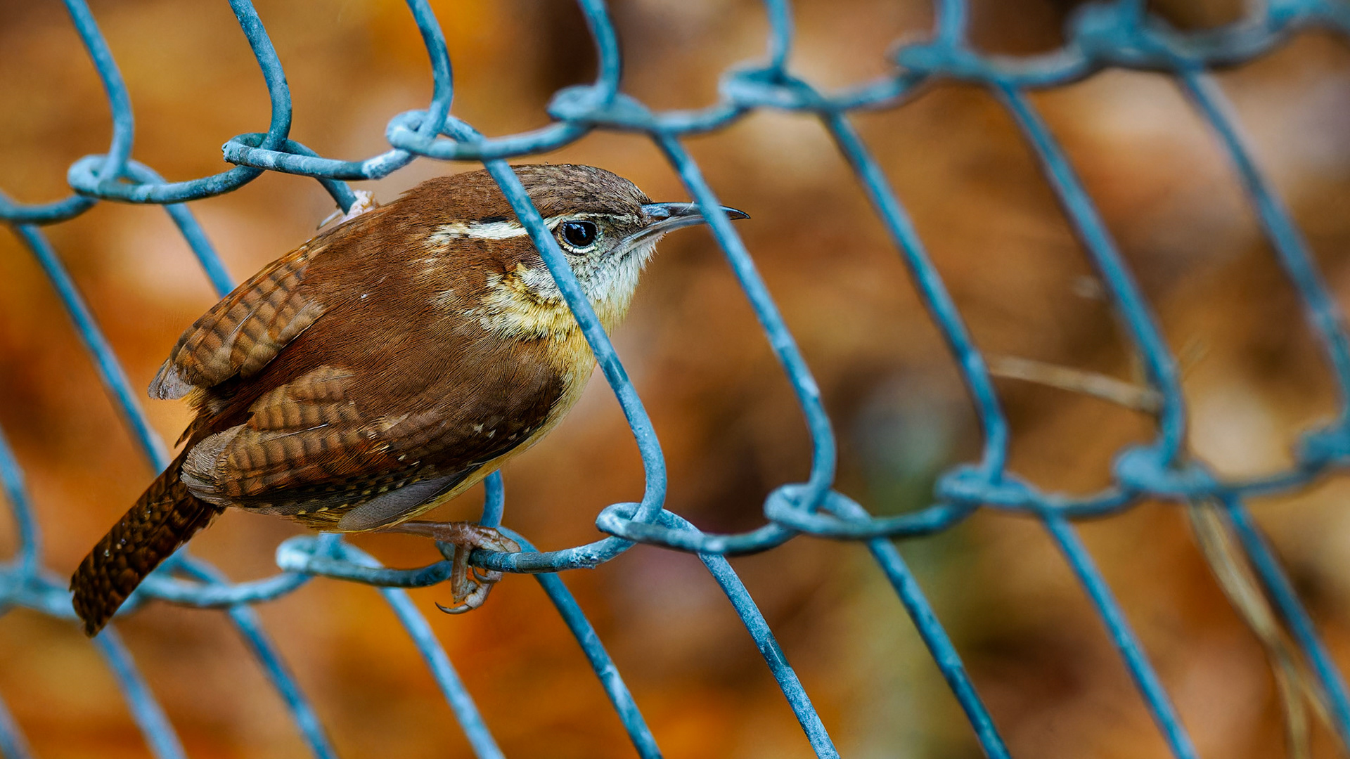 Jim Jones, Photographer