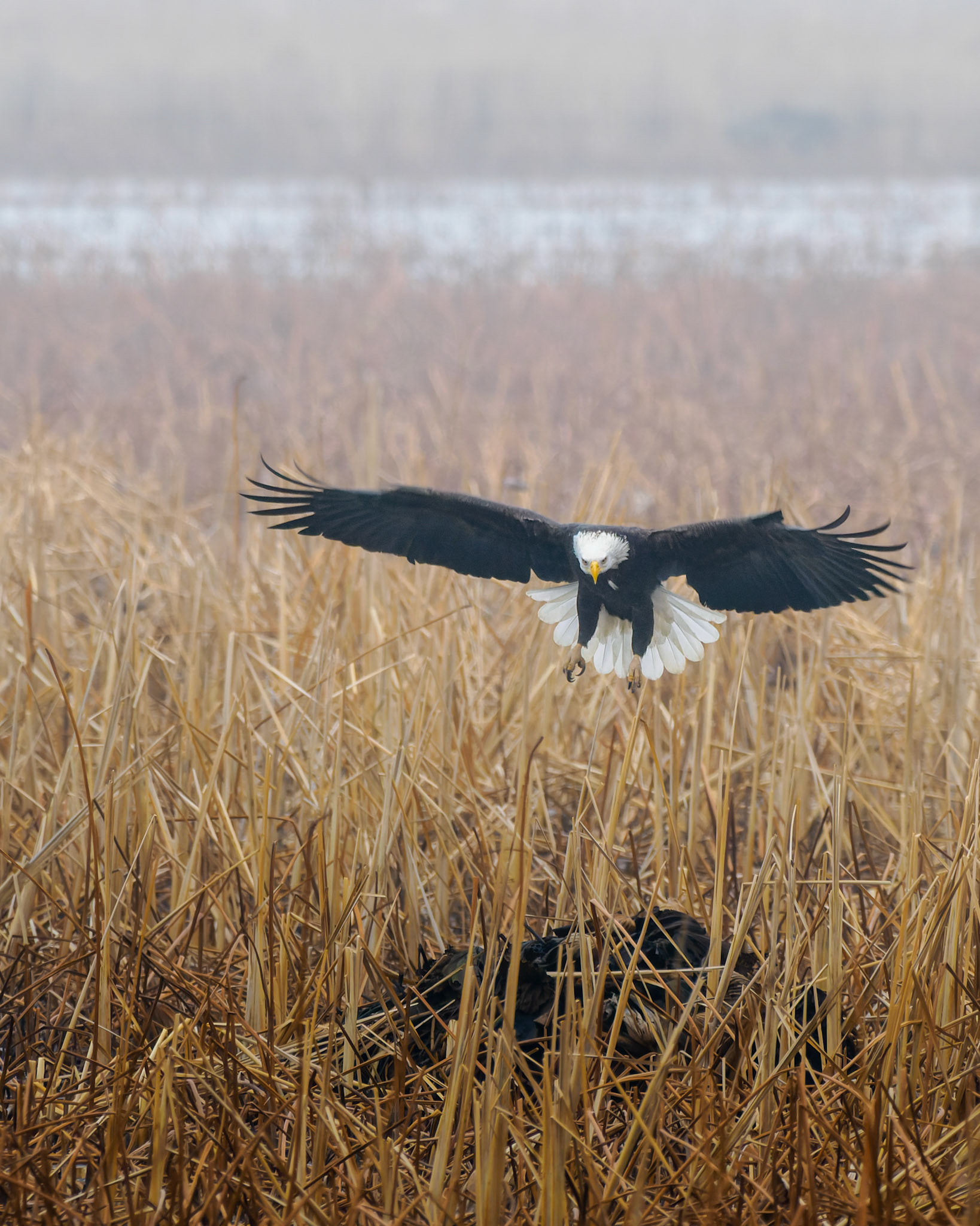 Jim Jones, Photographer