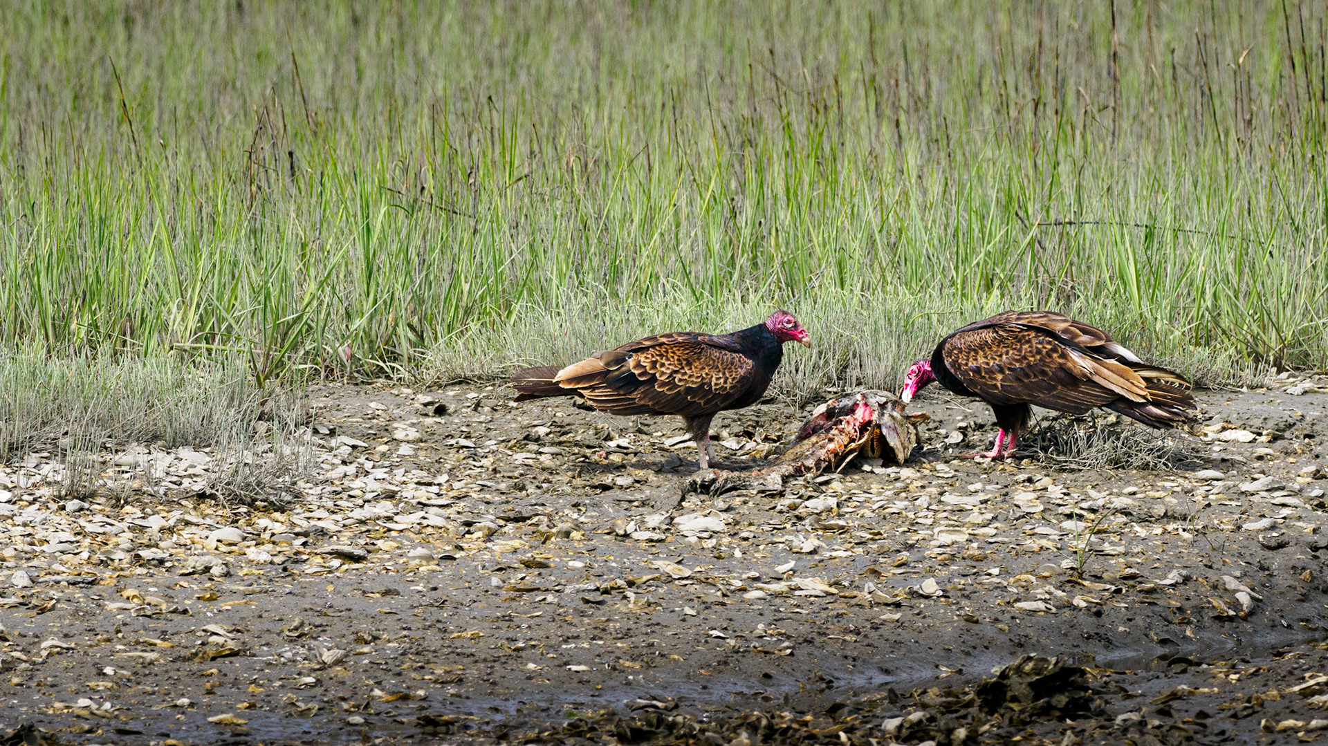 Jim Jones, Photographer