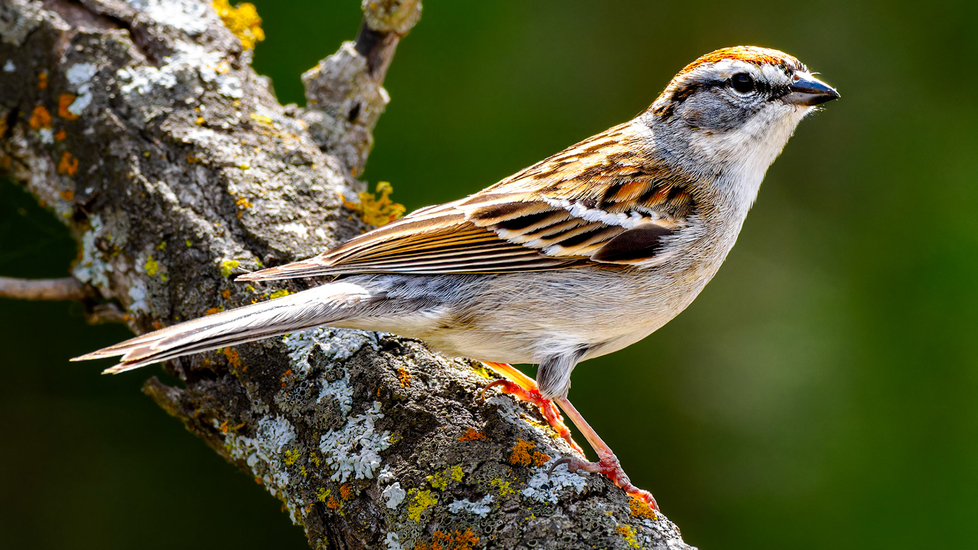 Jim Jones, Photographer