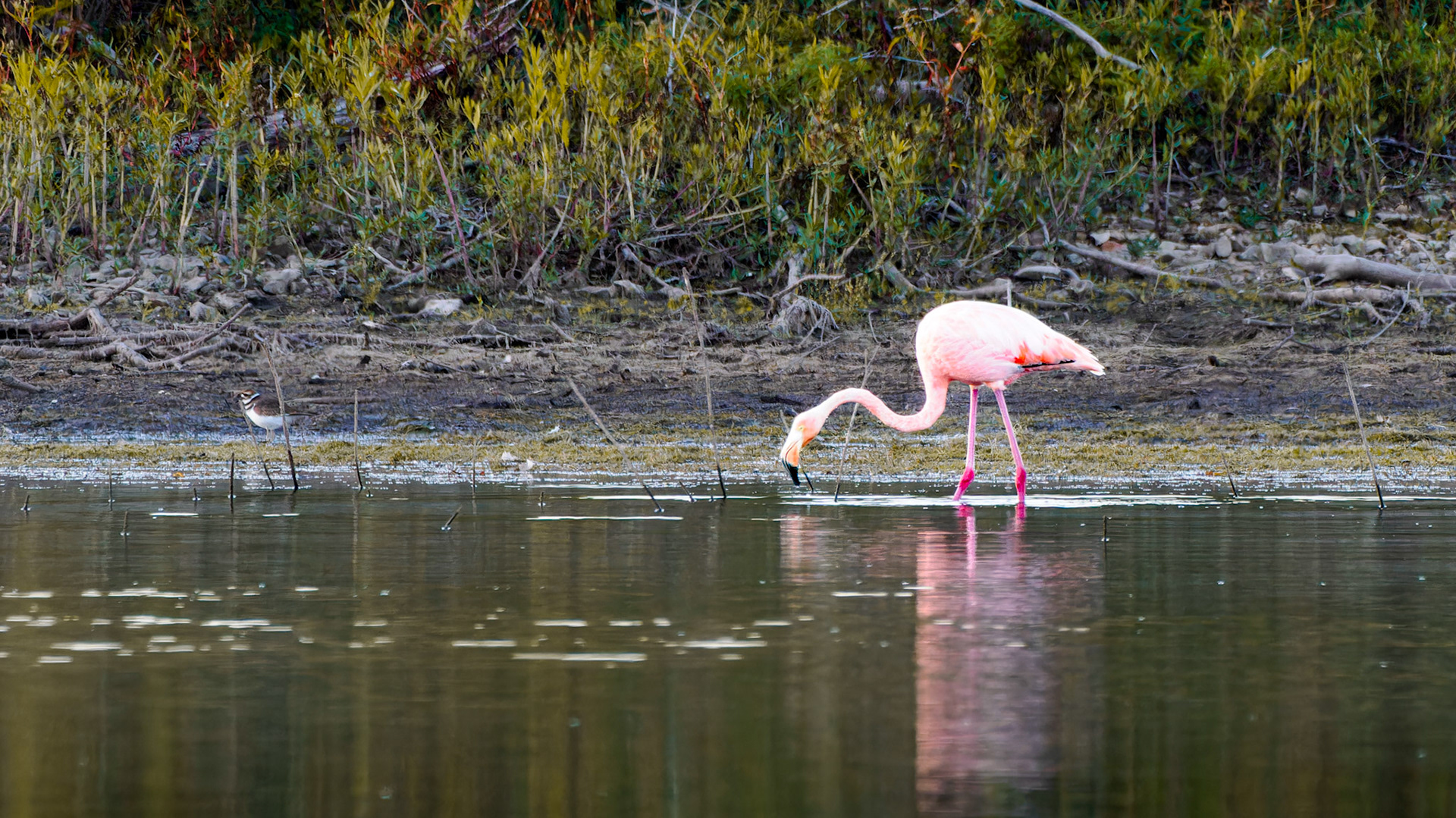 Jim Jones, Photographer