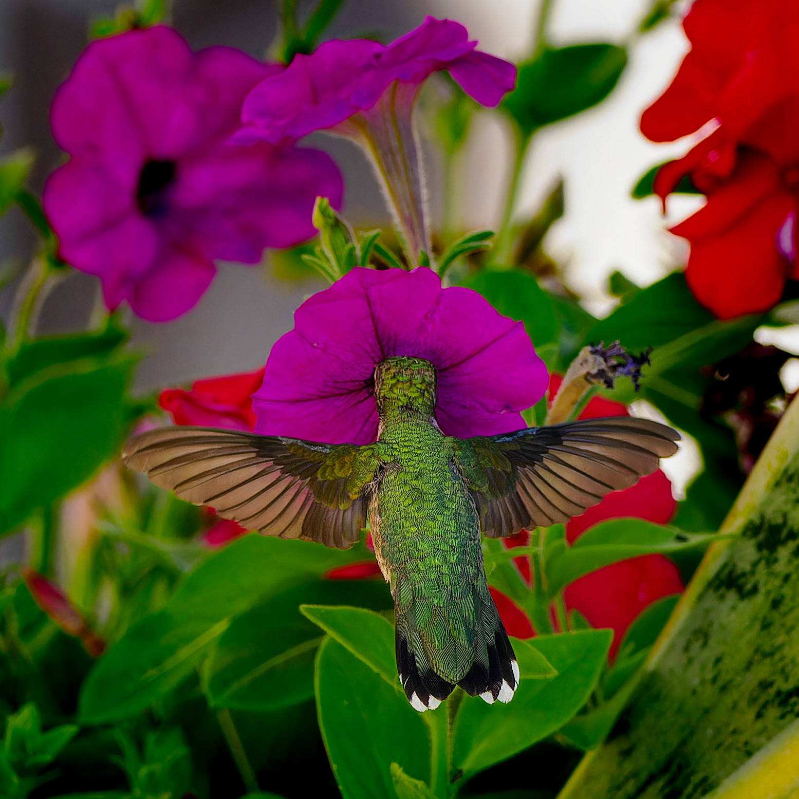 Jim Jones, Photographer