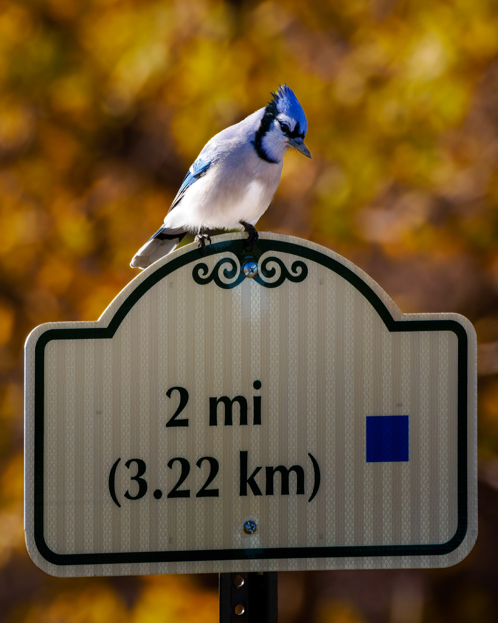 Jim Jones, Photographer