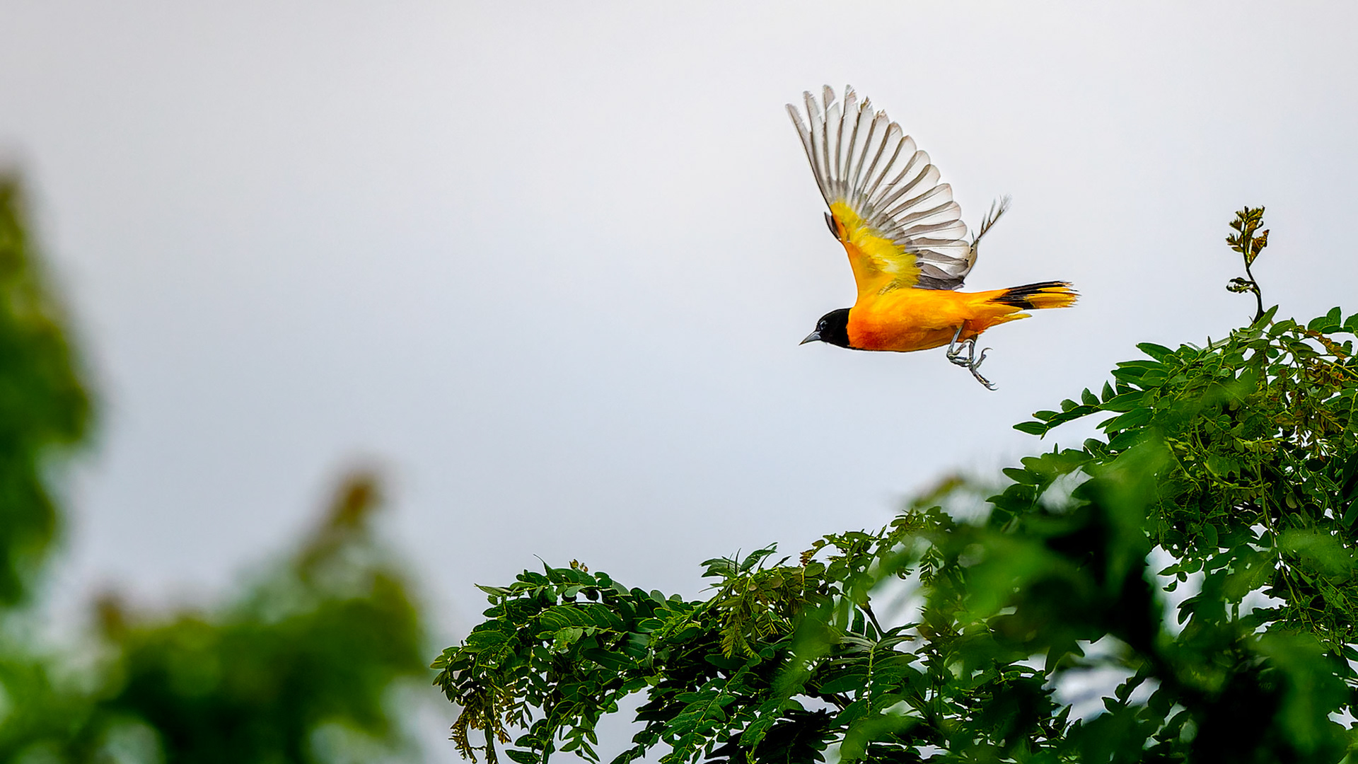 Jim Jones, Photographer