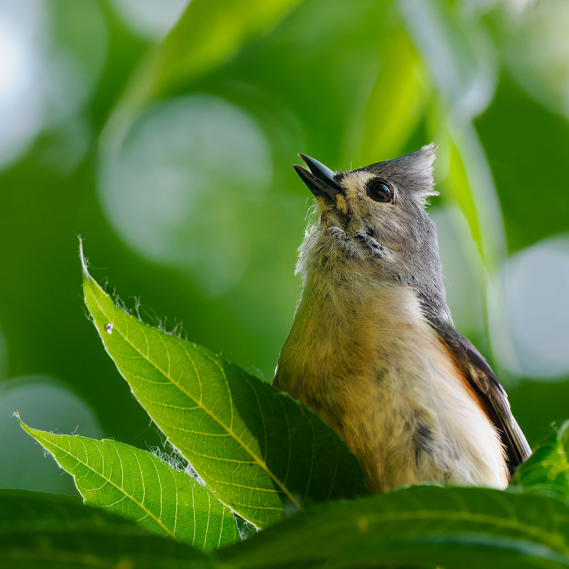 Jim Jones, Photographer