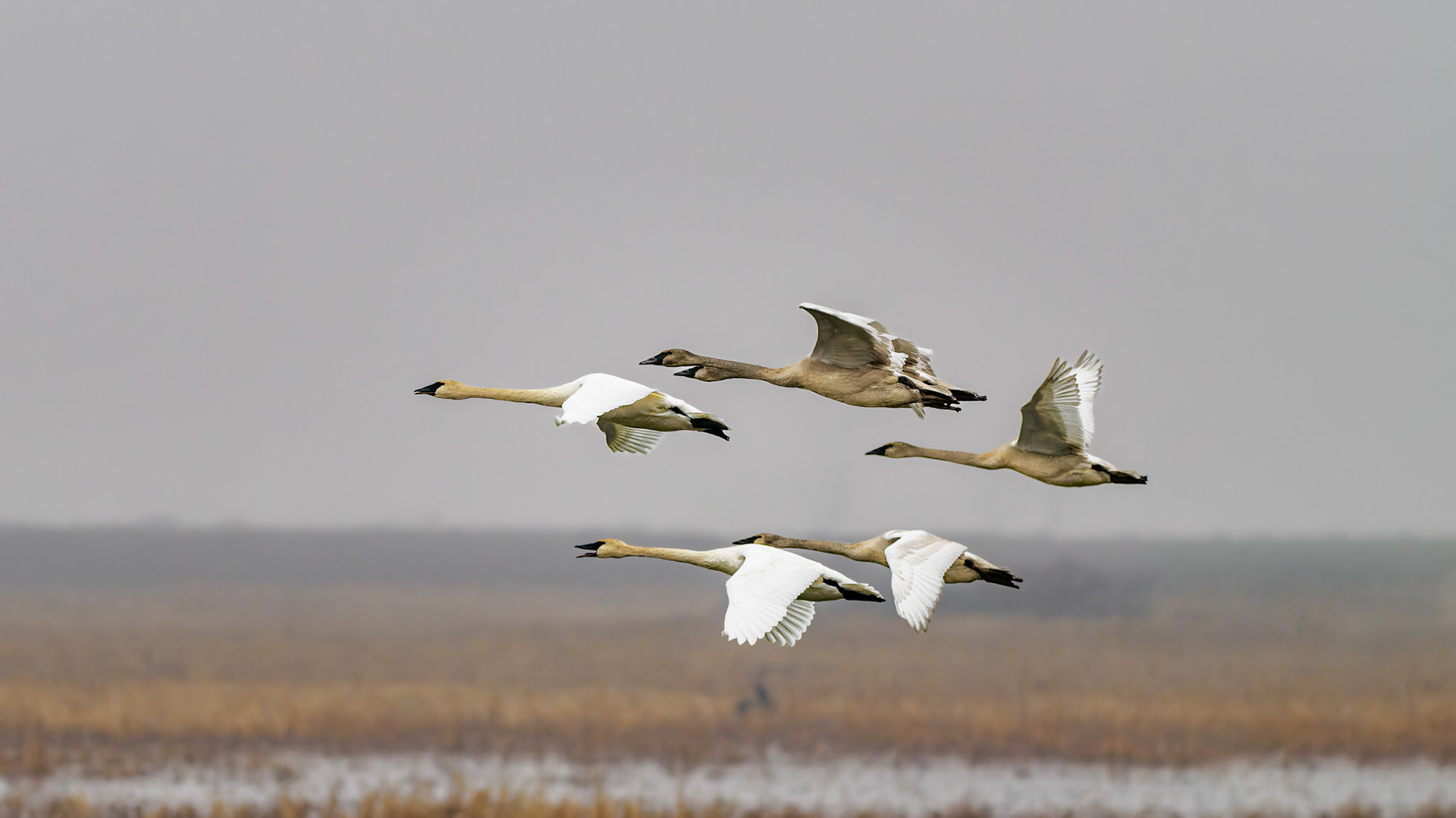 Jim Jones, Photographer