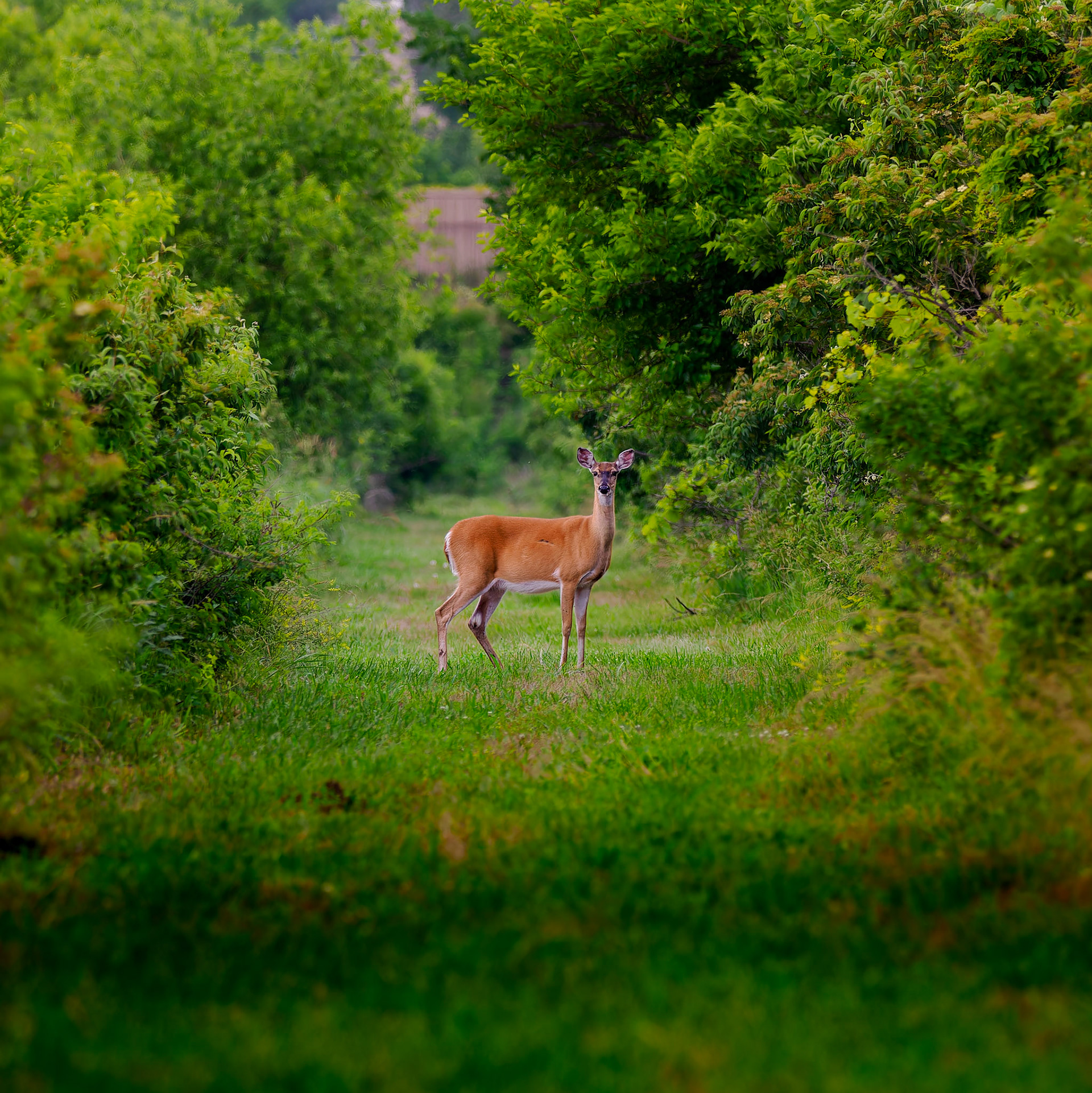 Jim Jones, Photographer